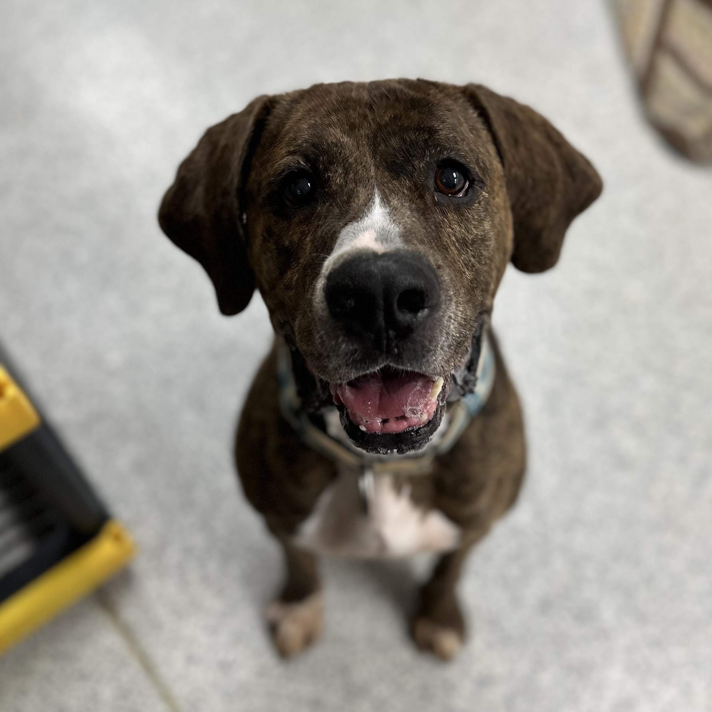 Enlarge Dude, a Adoptable Hound in Youngstown, OH image 4/6