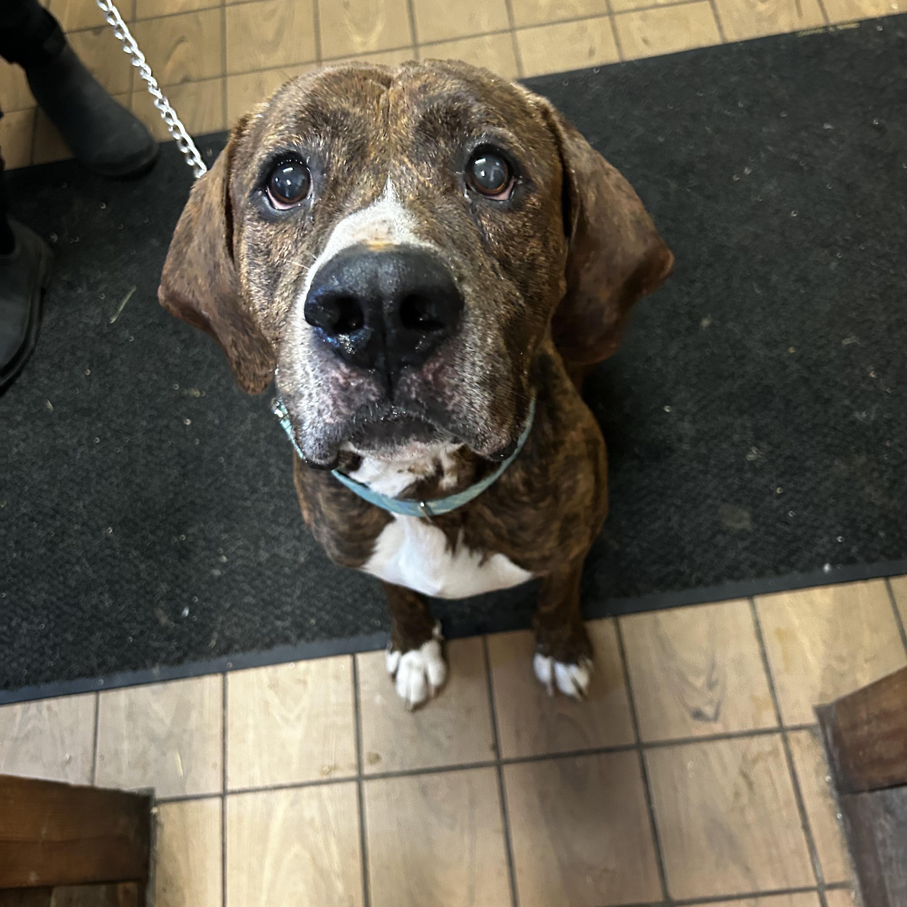 Enlarge Dude, a Adoptable Hound in Youngstown, OH image 6/6