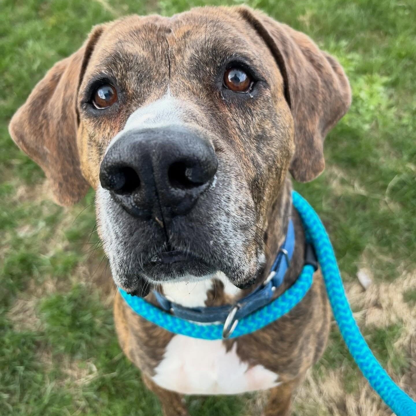 Dude, Adoptable, Adult Male Hound.