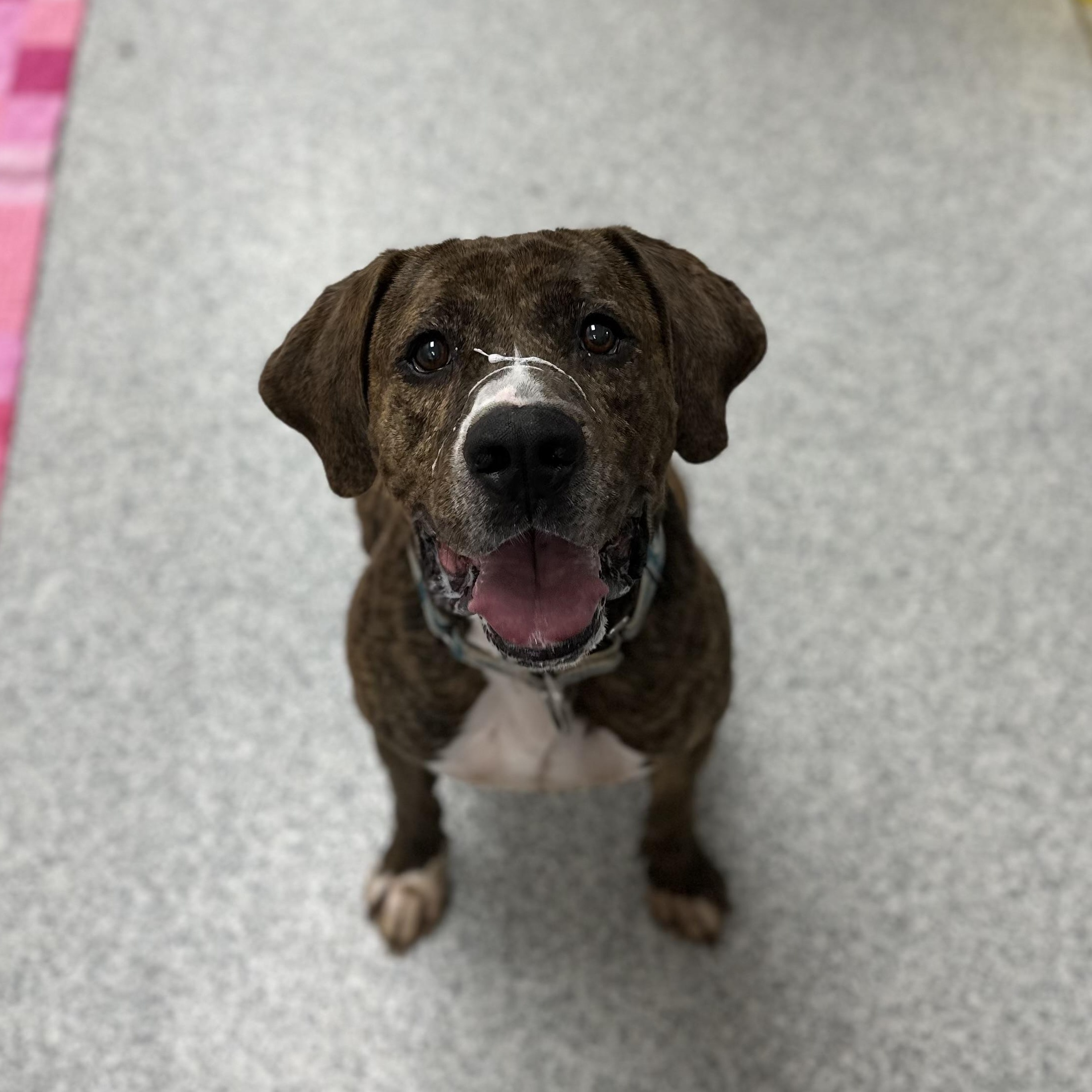 Enlarge Dude, a Adoptable Hound in Youngstown, OH image 3/6
