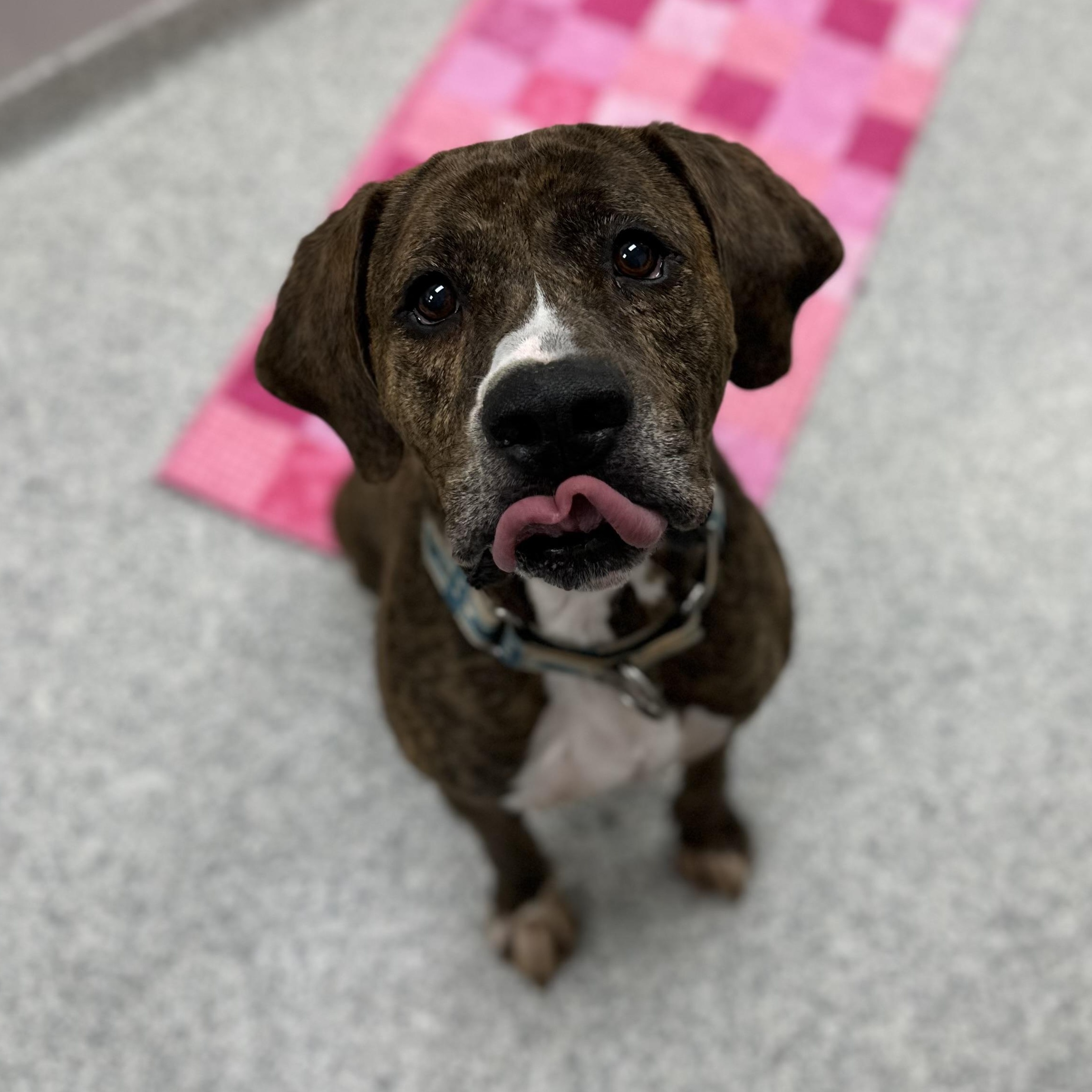 Enlarge Dude, a Adoptable Hound in Youngstown, OH image 2/6