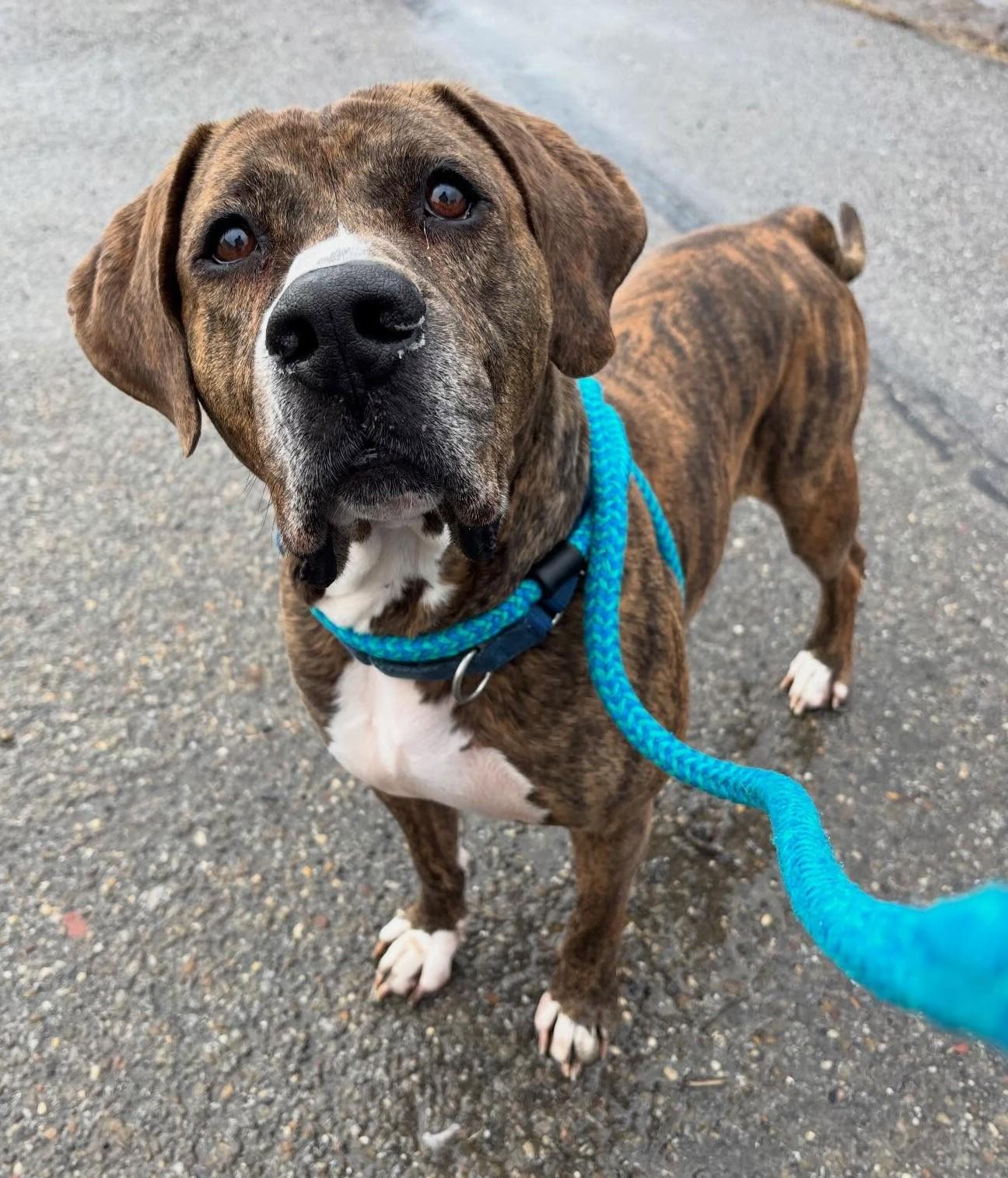 Enlarge Dude, a Adoptable Hound in Youngstown, OH image 4/6