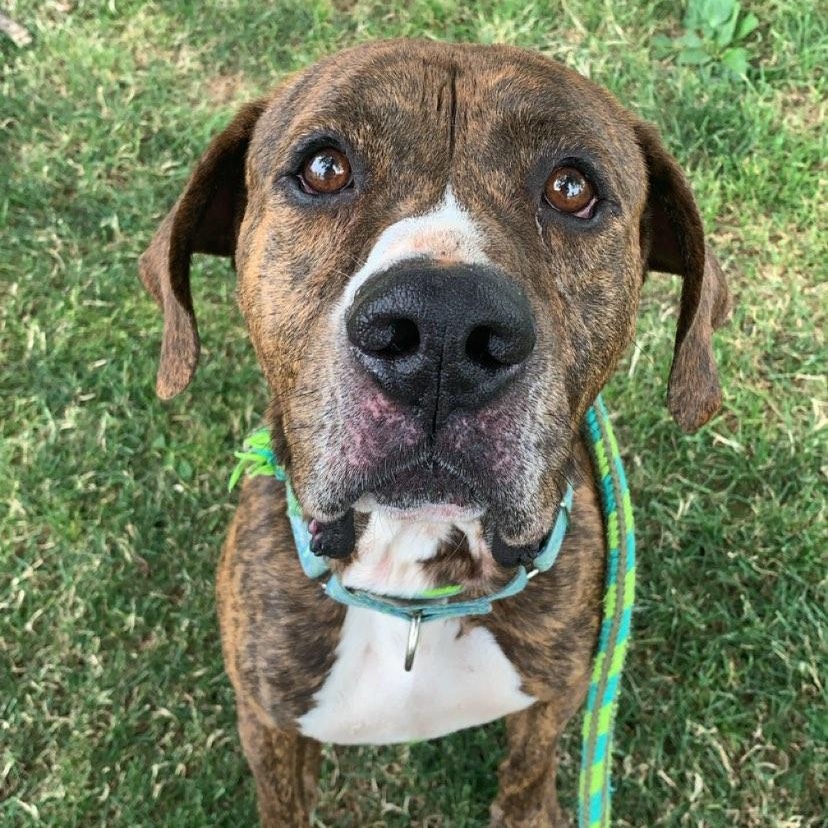 Enlarge Dude, a Adoptable Hound in Youngstown, OH image 5/6