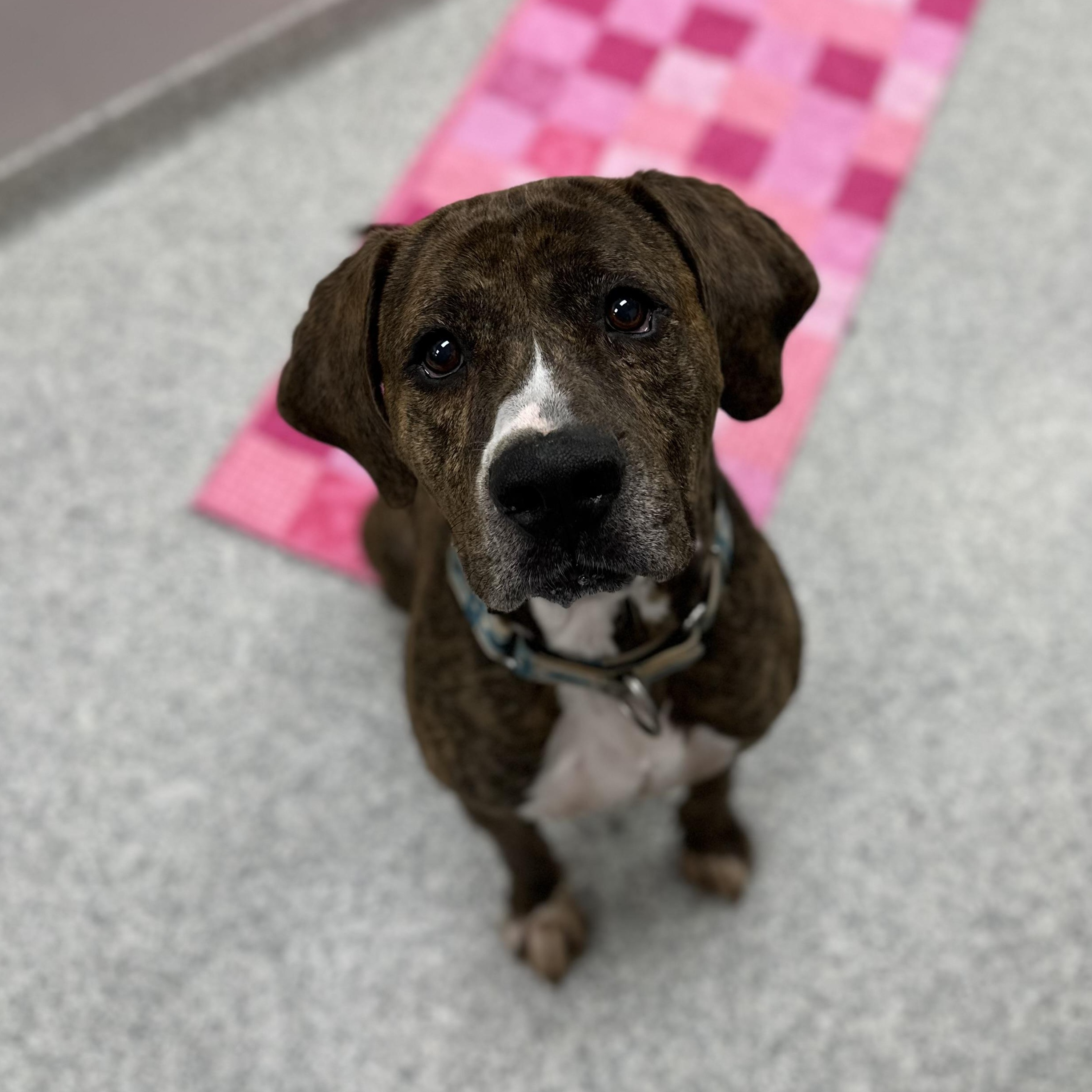 Enlarge Dude, a Adoptable Hound in Youngstown, OH image 1/6