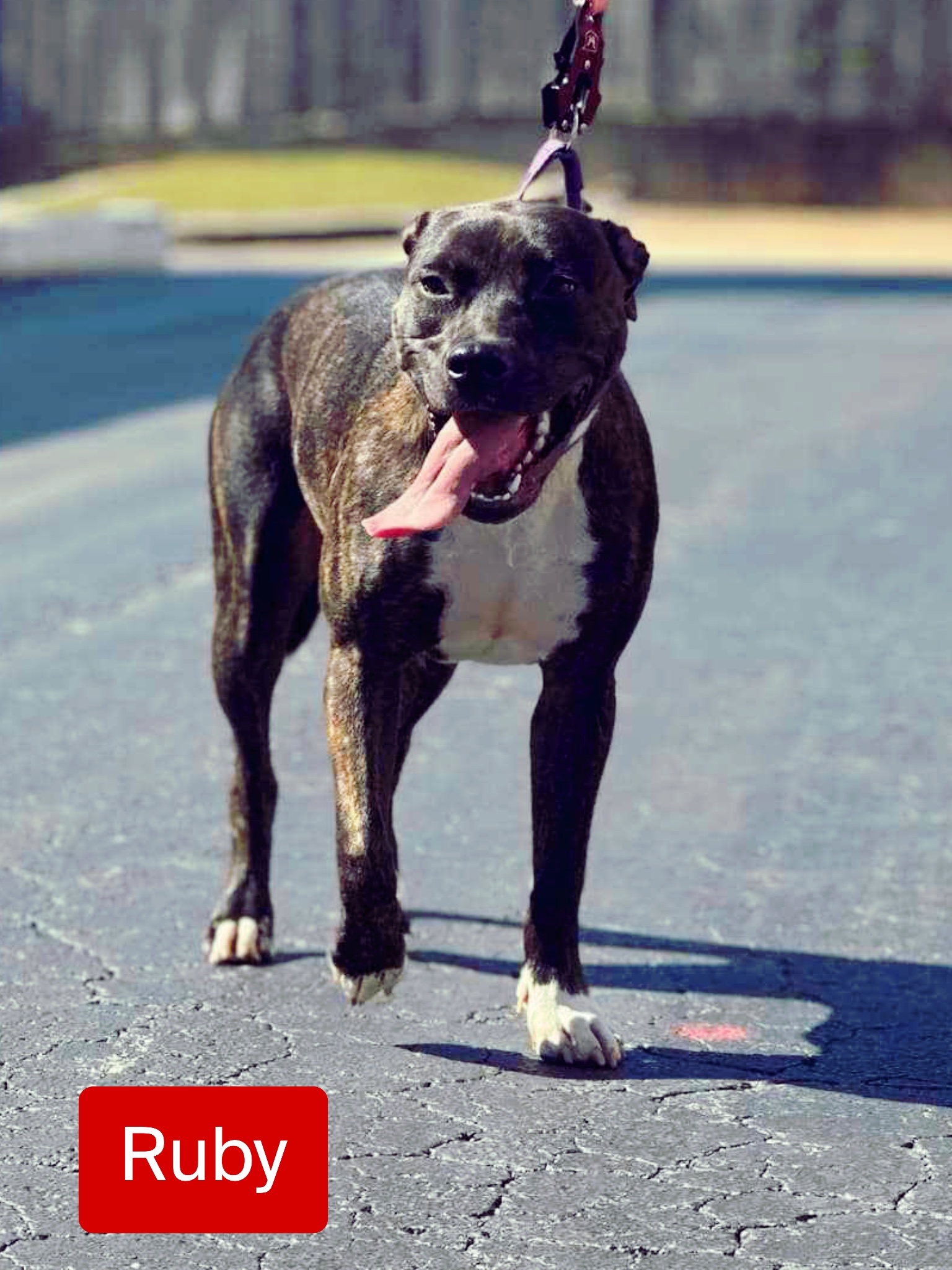 Ruby, a Adoptable mixed breed image 2/4