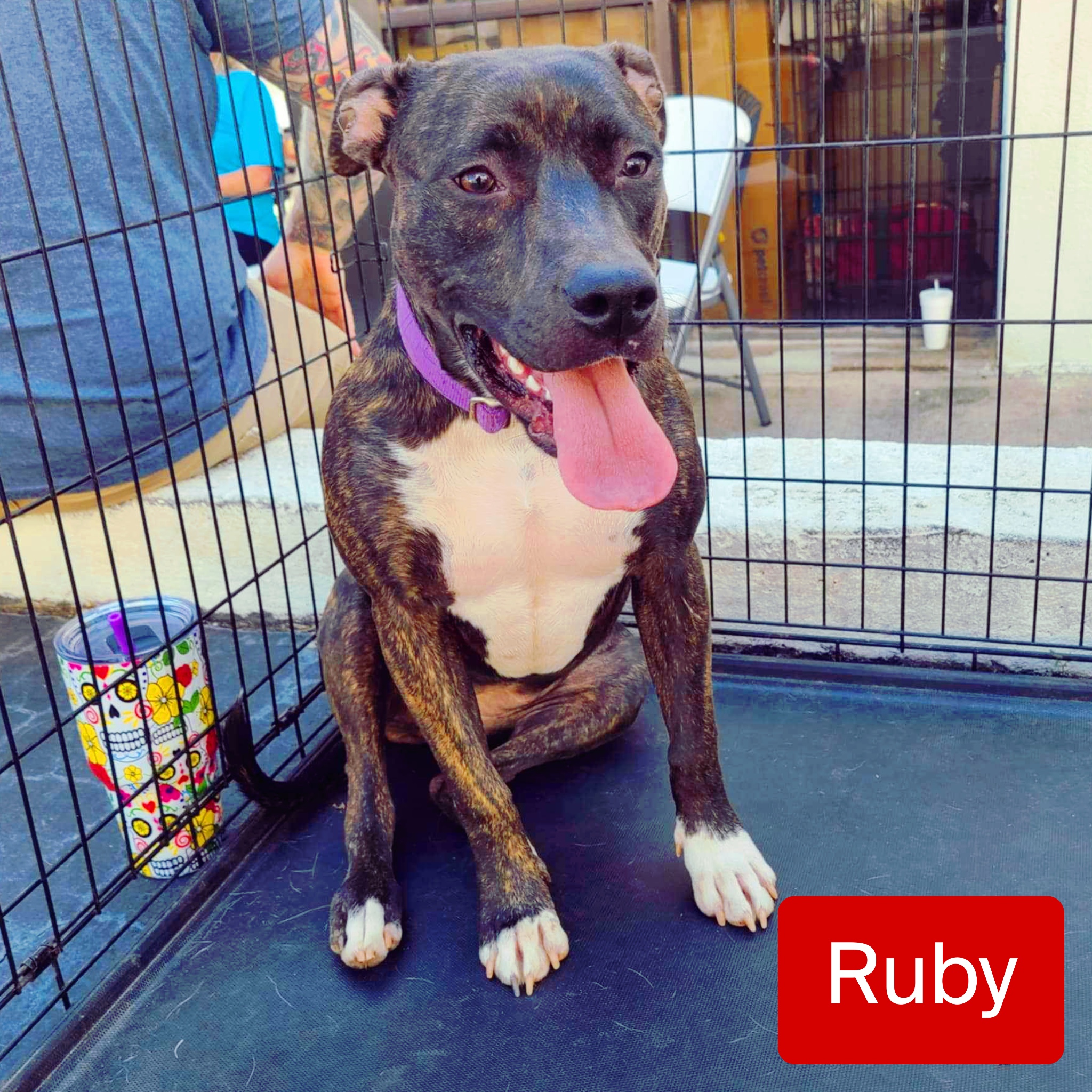 Ruby, a Adoptable mixed breed image 3/4