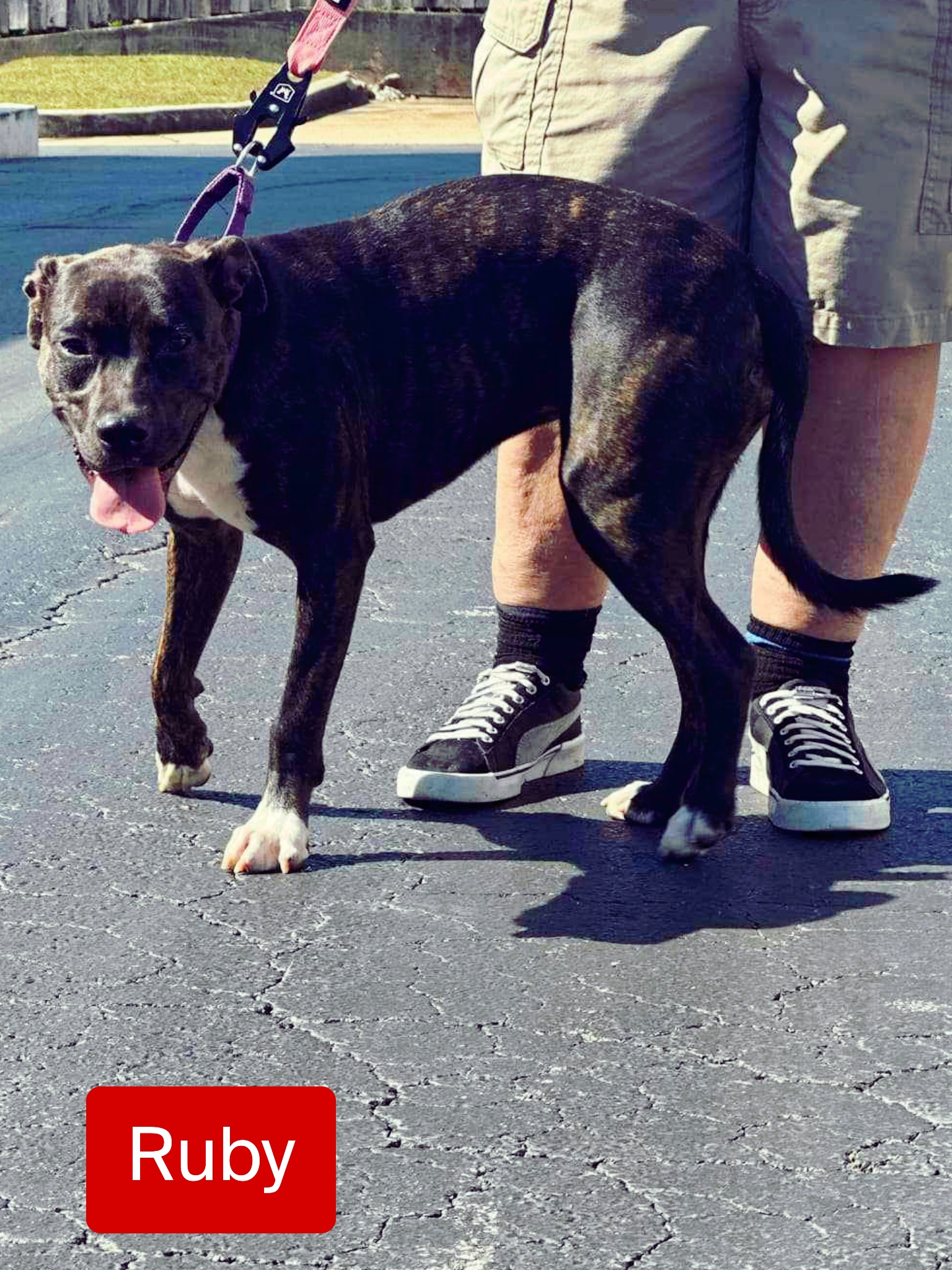 Ruby, a Adoptable mixed breed image 4/4