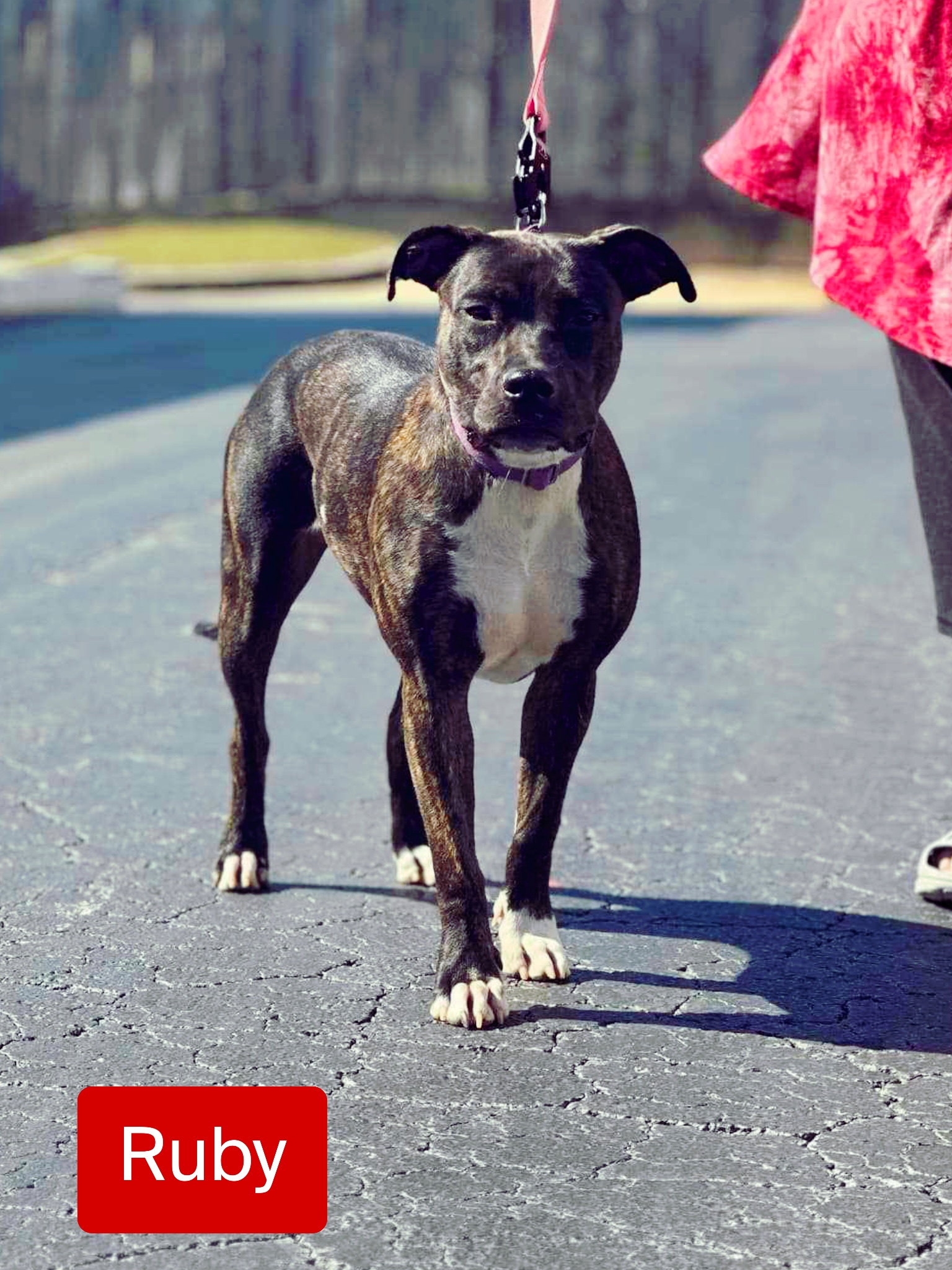 Ruby, a Adoptable mixed breed image 1/4