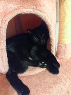Bean, Adoptable, Adult Male Domestic Short Hair.