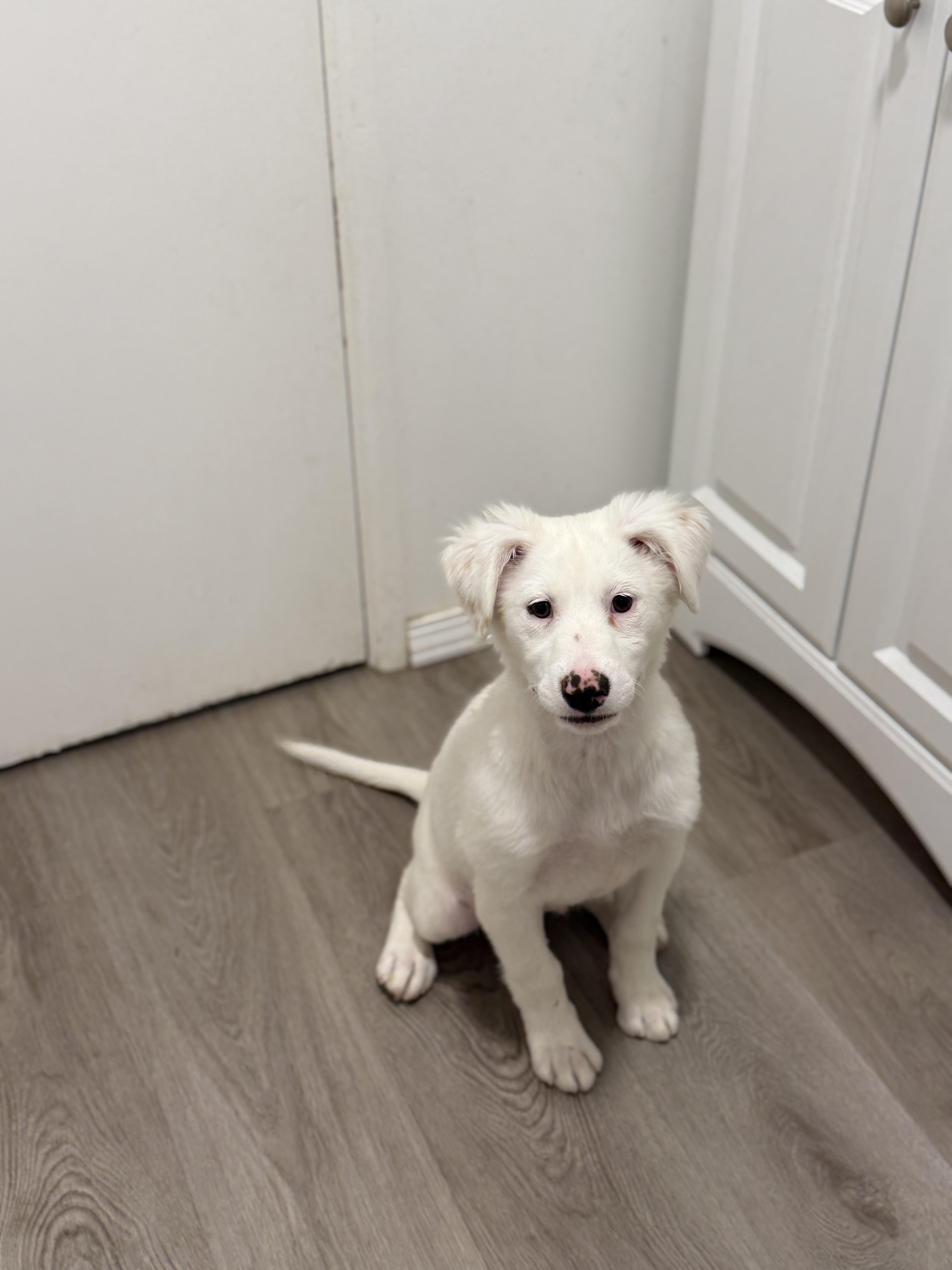 Enlarge Essie, a Adoptable mixed breed in San Diego, CA image 2/2