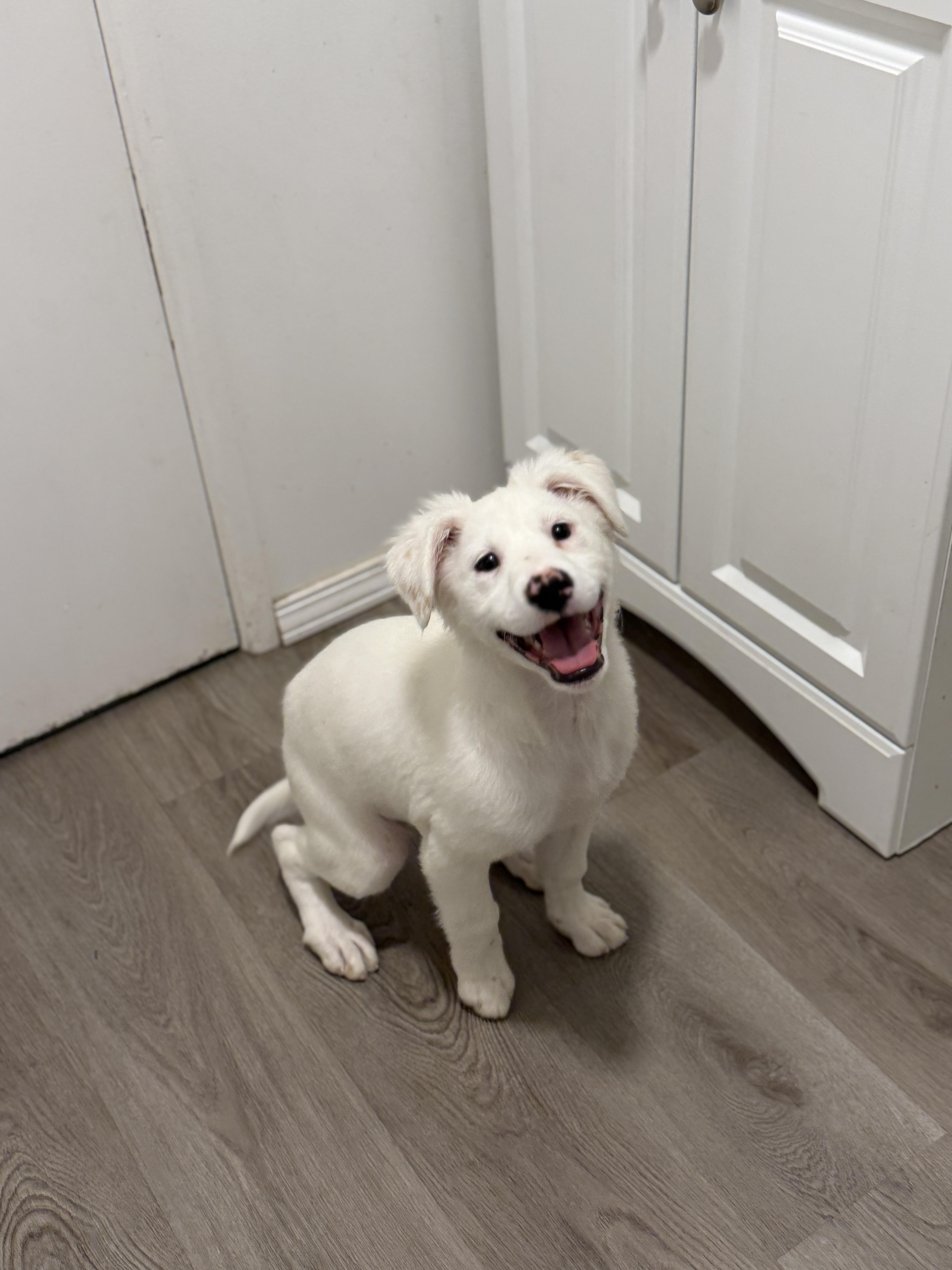 Essie, Adoptable, Puppy Female Labrador Retriever & Brittany Spaniel.