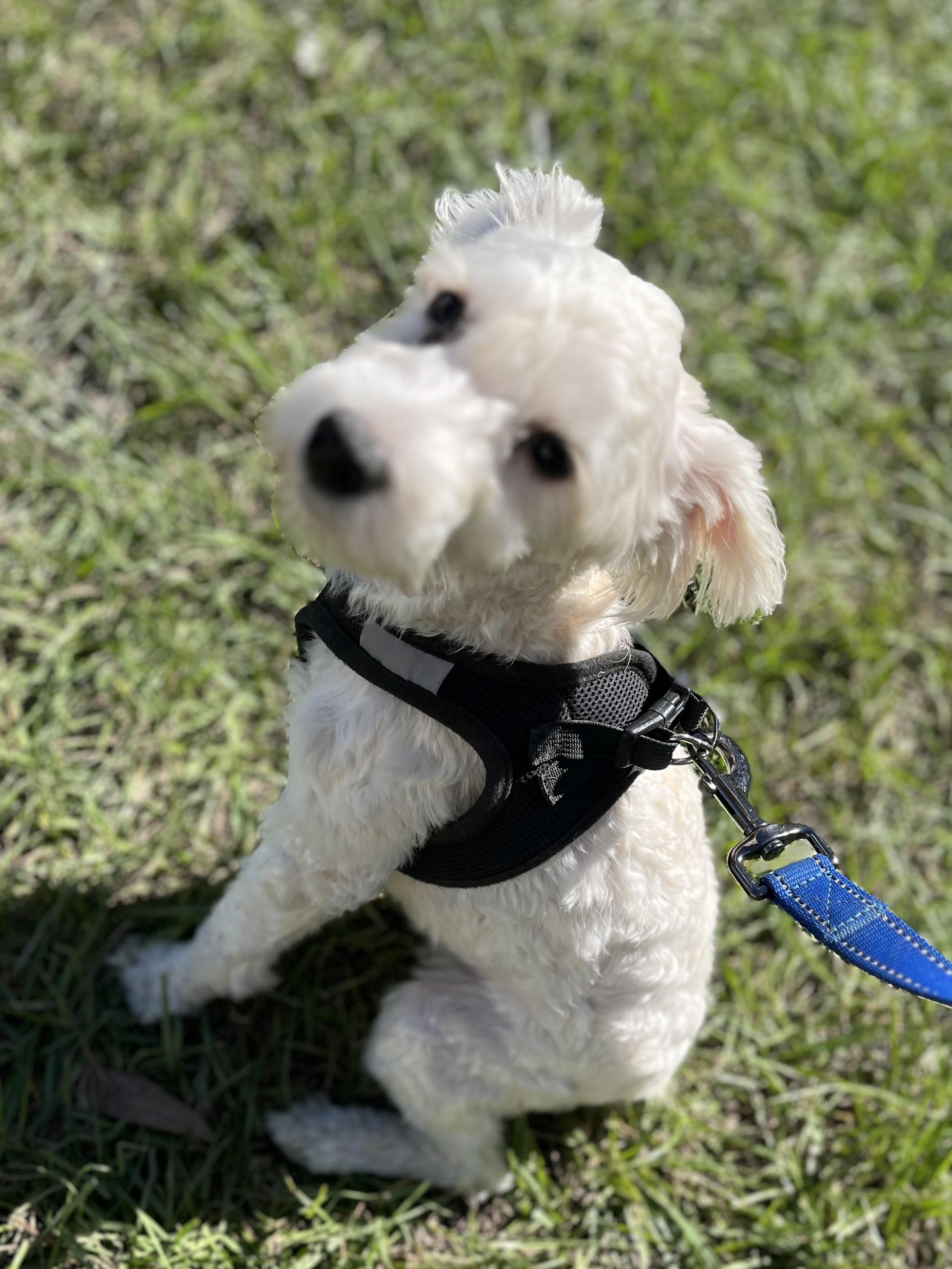 Enlarge Tony, a Adoptable mixed breed in Mt Pleasant, SC image 5/6