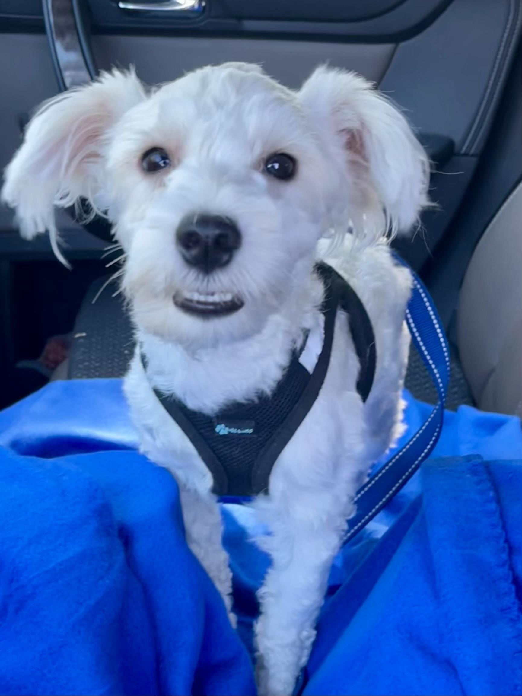 Enlarge Tony, a Adoptable mixed breed in Mt Pleasant, SC image 6/6