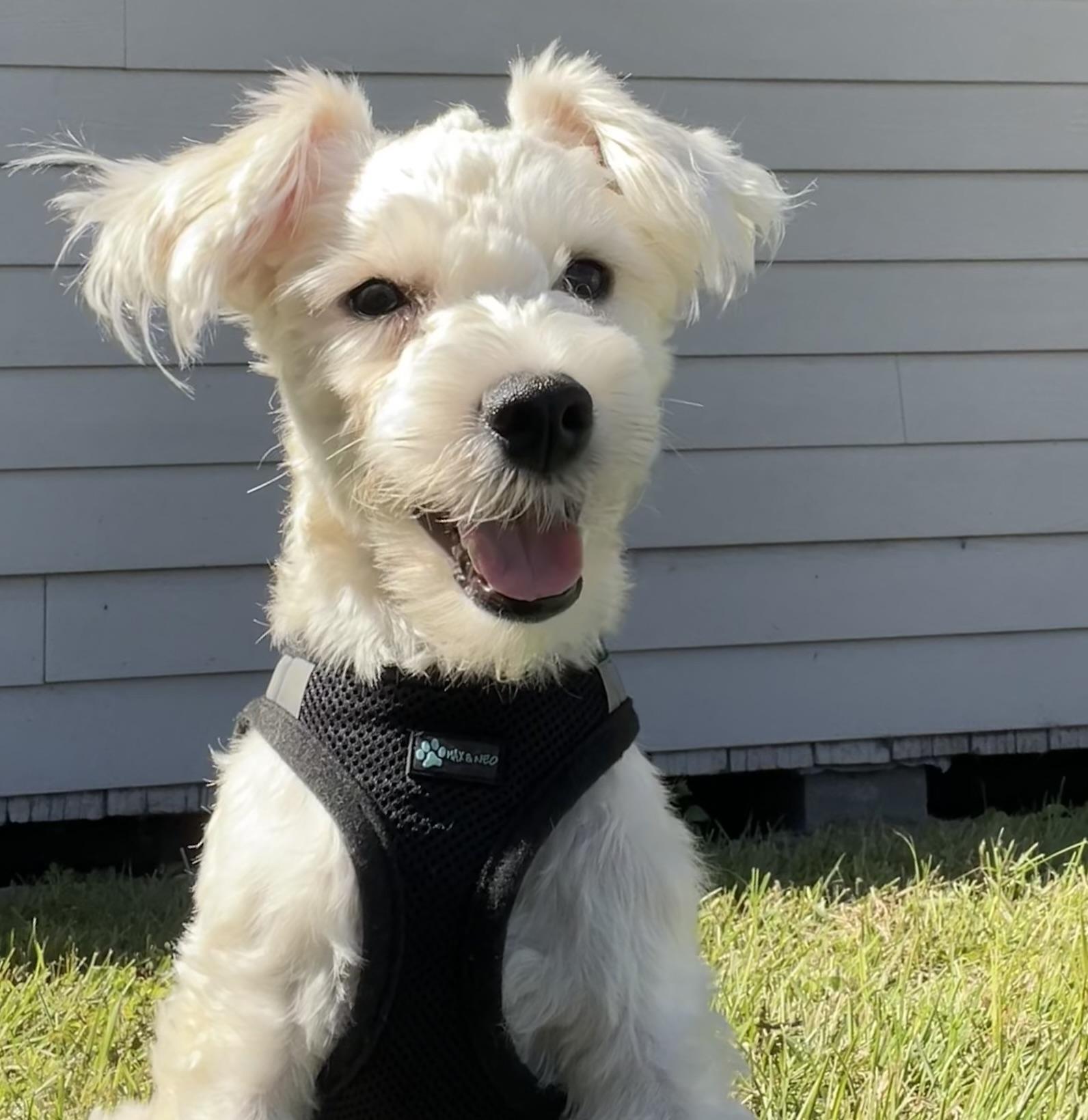 Tony, Adoptable, Adult Male Mixed Breed.