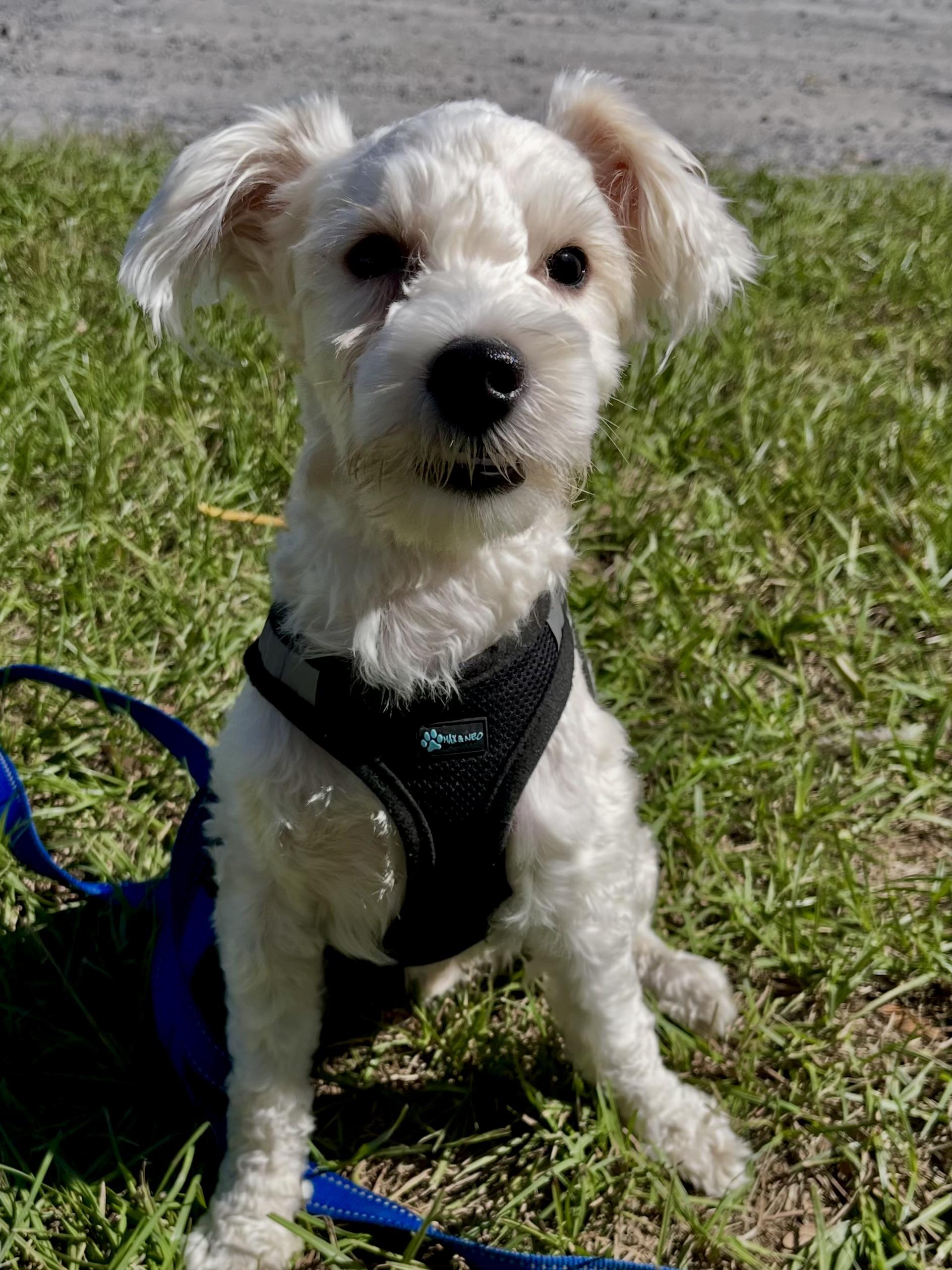 Enlarge Tony, a Adoptable mixed breed in Mt Pleasant, SC image 4/6