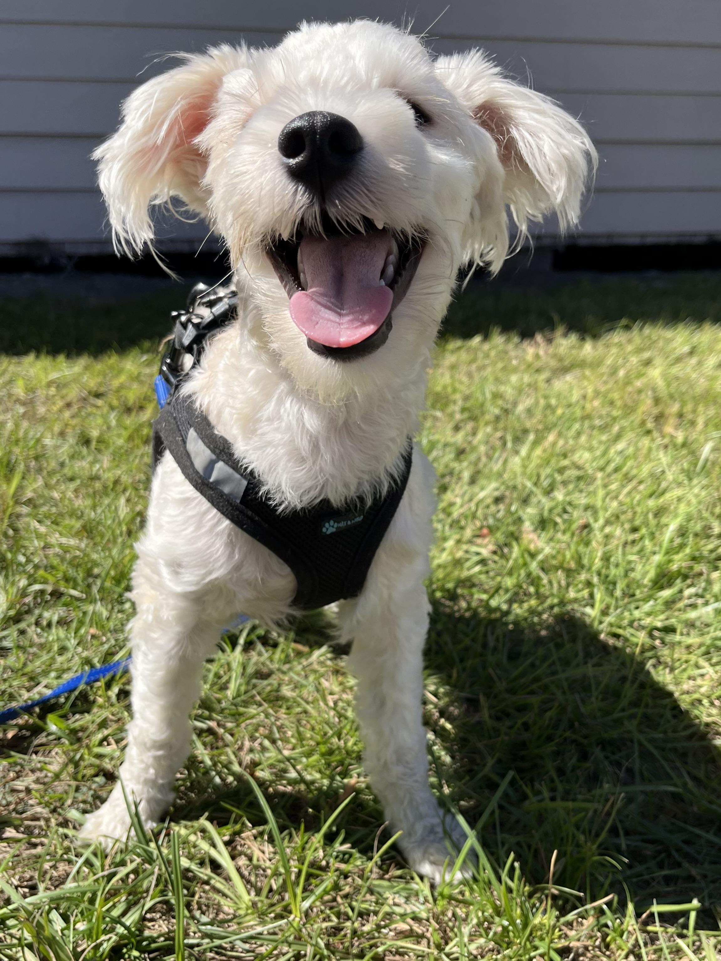 Enlarge Tony, a Adoptable mixed breed in Mt Pleasant, SC image 3/6