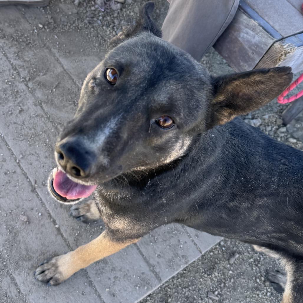 Nile, Adoptable, Adult Male German Shepherd Dog.