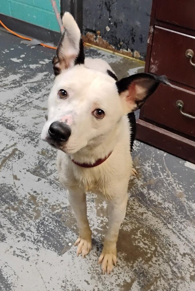 Spot #115, Adoptable, Adult Male Cattle Dog & Terrier.