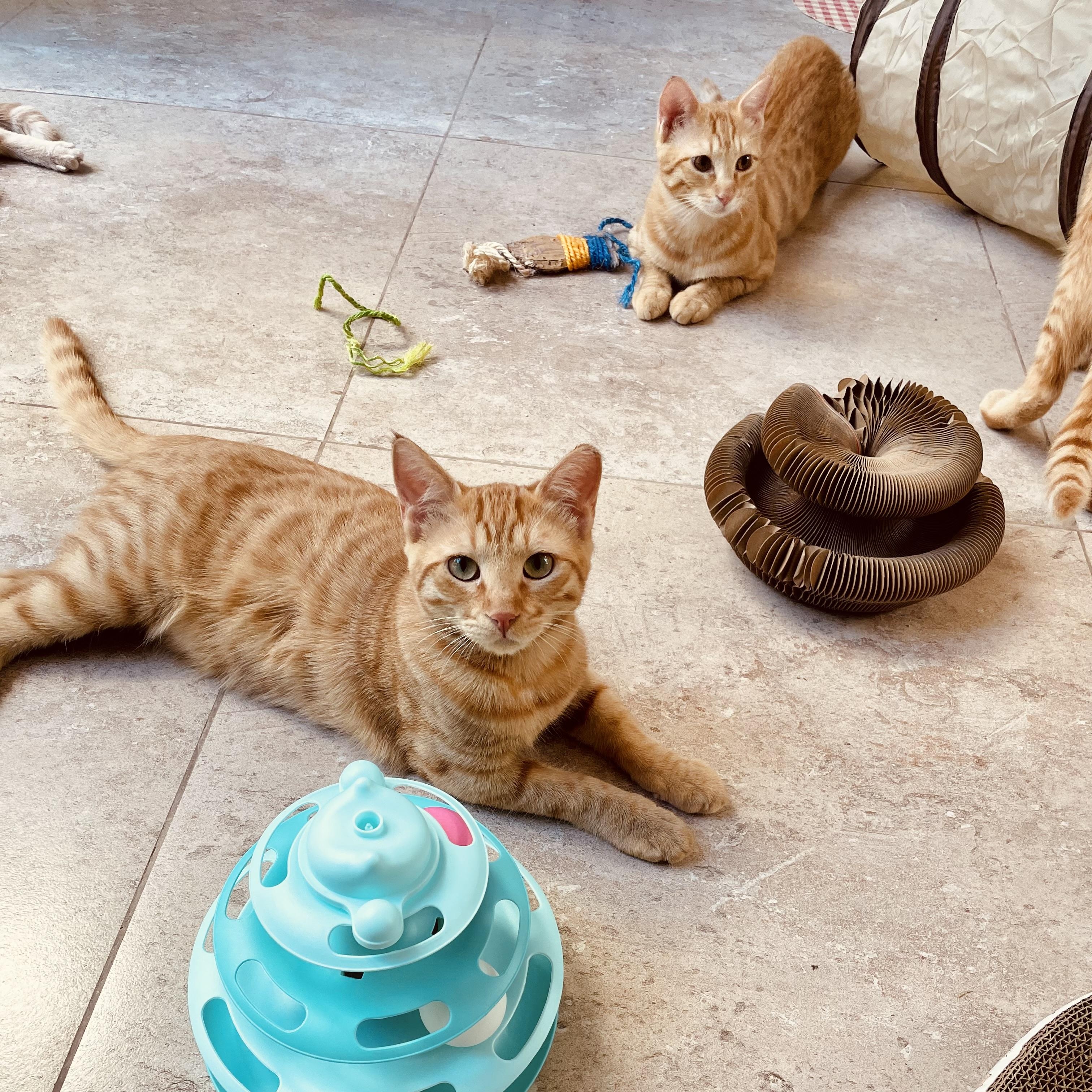 Enlarge Mucho and Lucho, the Kindest Sunshine Brothers, a Adoptable Domestic Short Hair in Somerset, NJ image 2/6