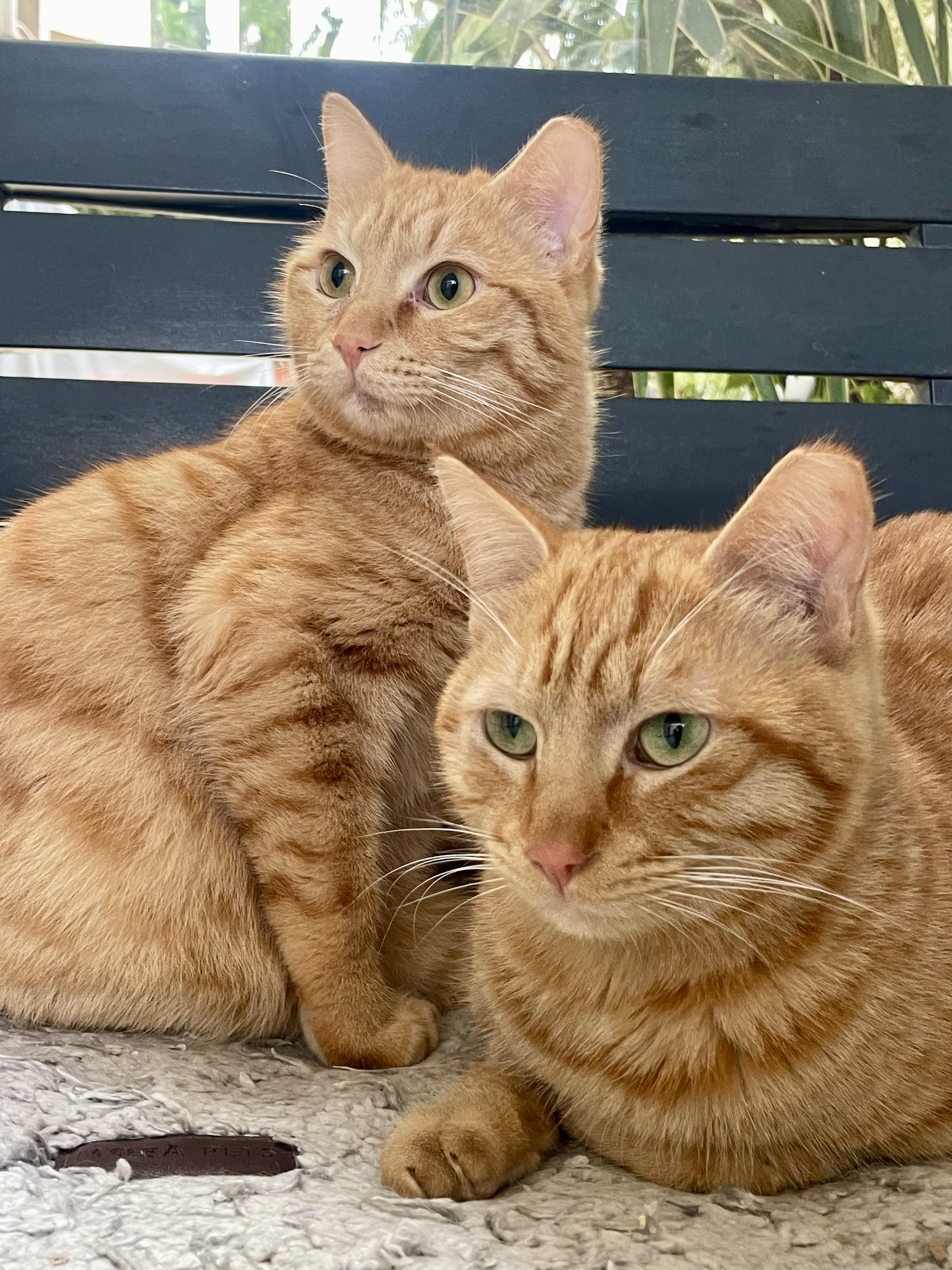 Mucho and Lucho, the Kindest Sunshine Brothers, Adoptable, Young Male Domestic Short Hair.