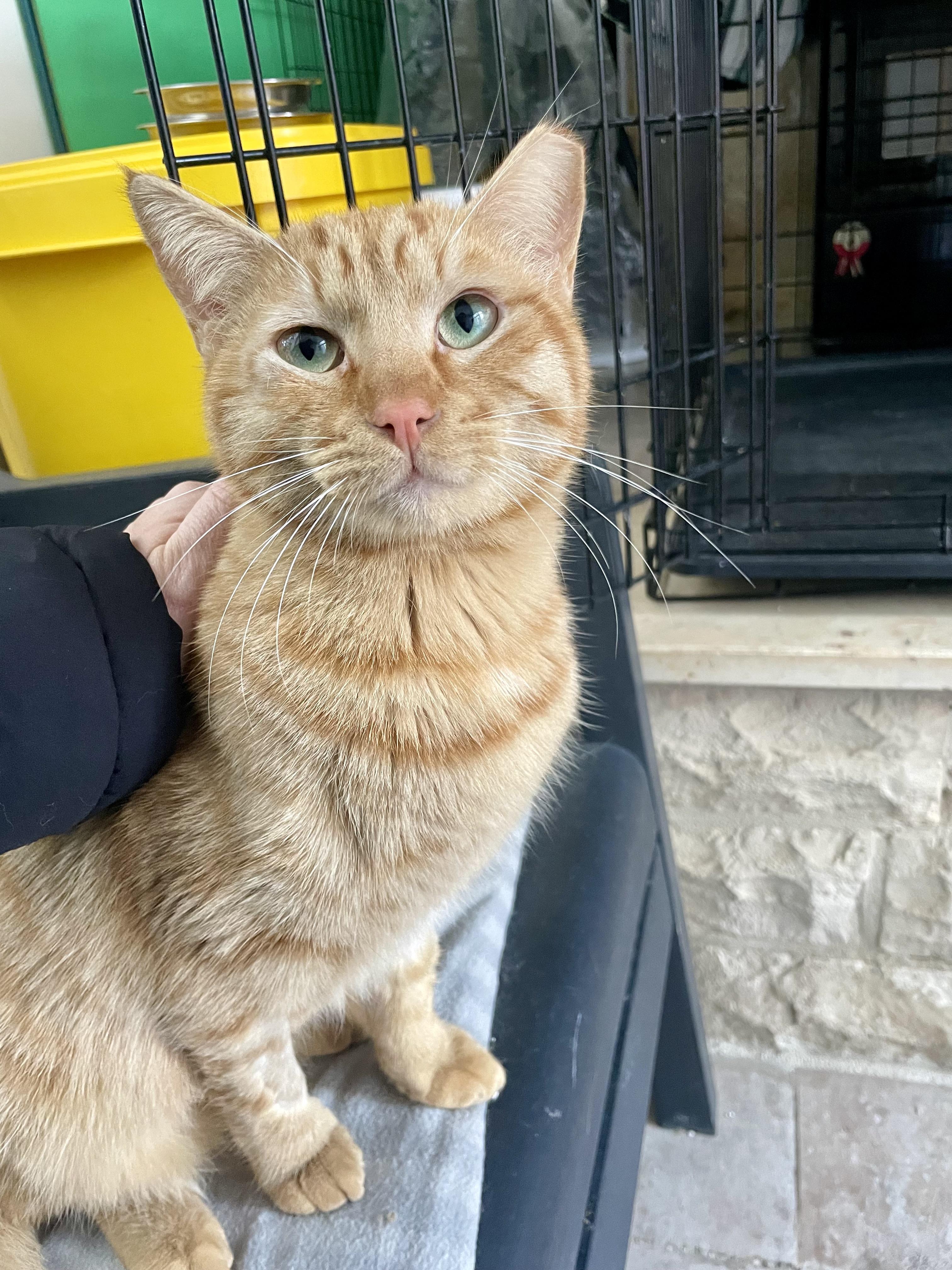Enlarge Mucho and Lucho, the Kindest Sunshine Brothers, a Adoptable Domestic Short Hair in Somerset, NJ image 5/6