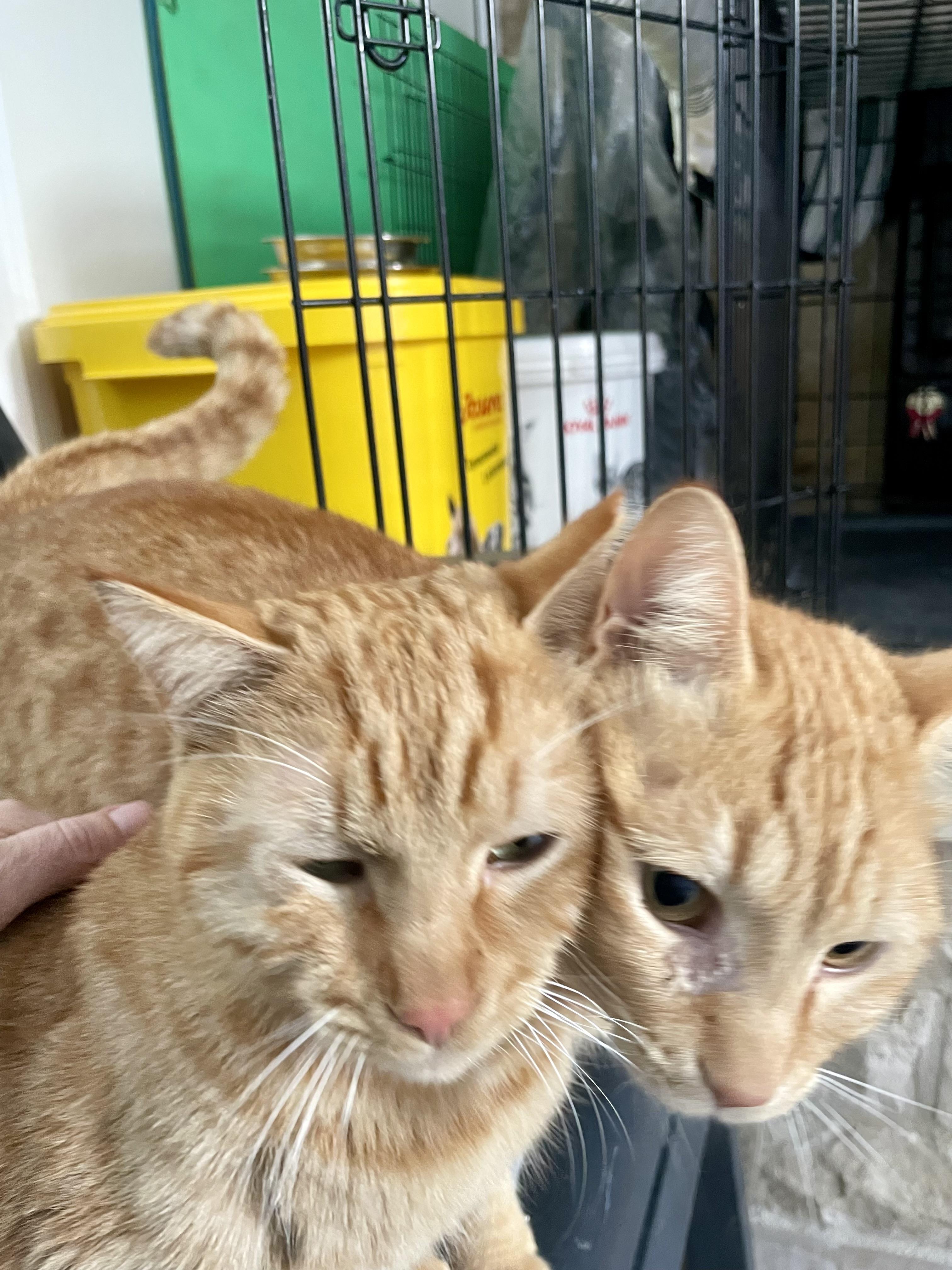 Enlarge Mucho and Lucho, the Kindest Sunshine Brothers, a Adoptable Domestic Short Hair in Somerset, NJ image 4/6