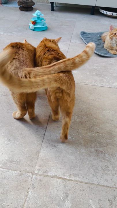 Enlarge Mucho and Lucho, the Kindest Sunshine Brothers, a Adoptable Domestic Short Hair in Somerset, NJ video 3/6