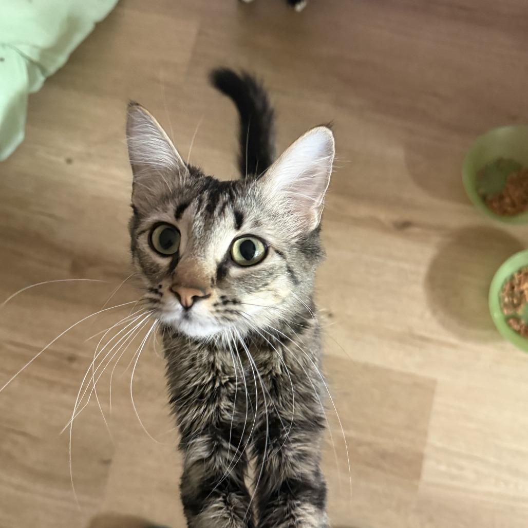 Sylvie, Adoptable, Young Female Domestic Medium Hair.