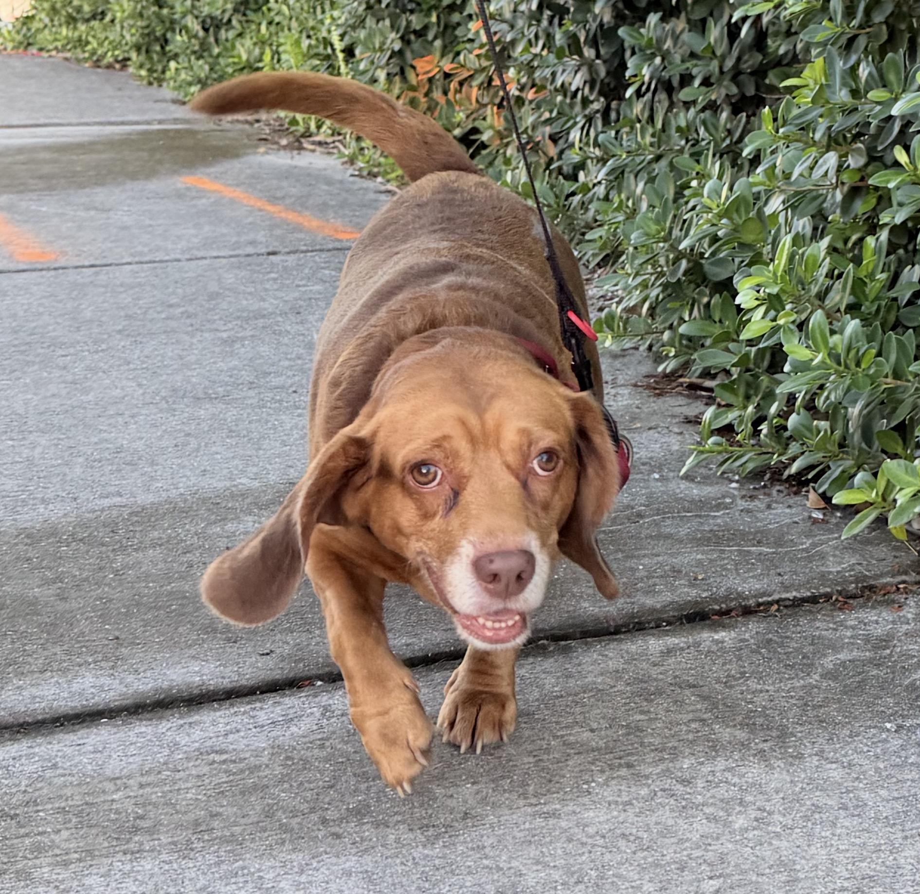 Pepino, ADOPTABLE, Adult Male Beagle.