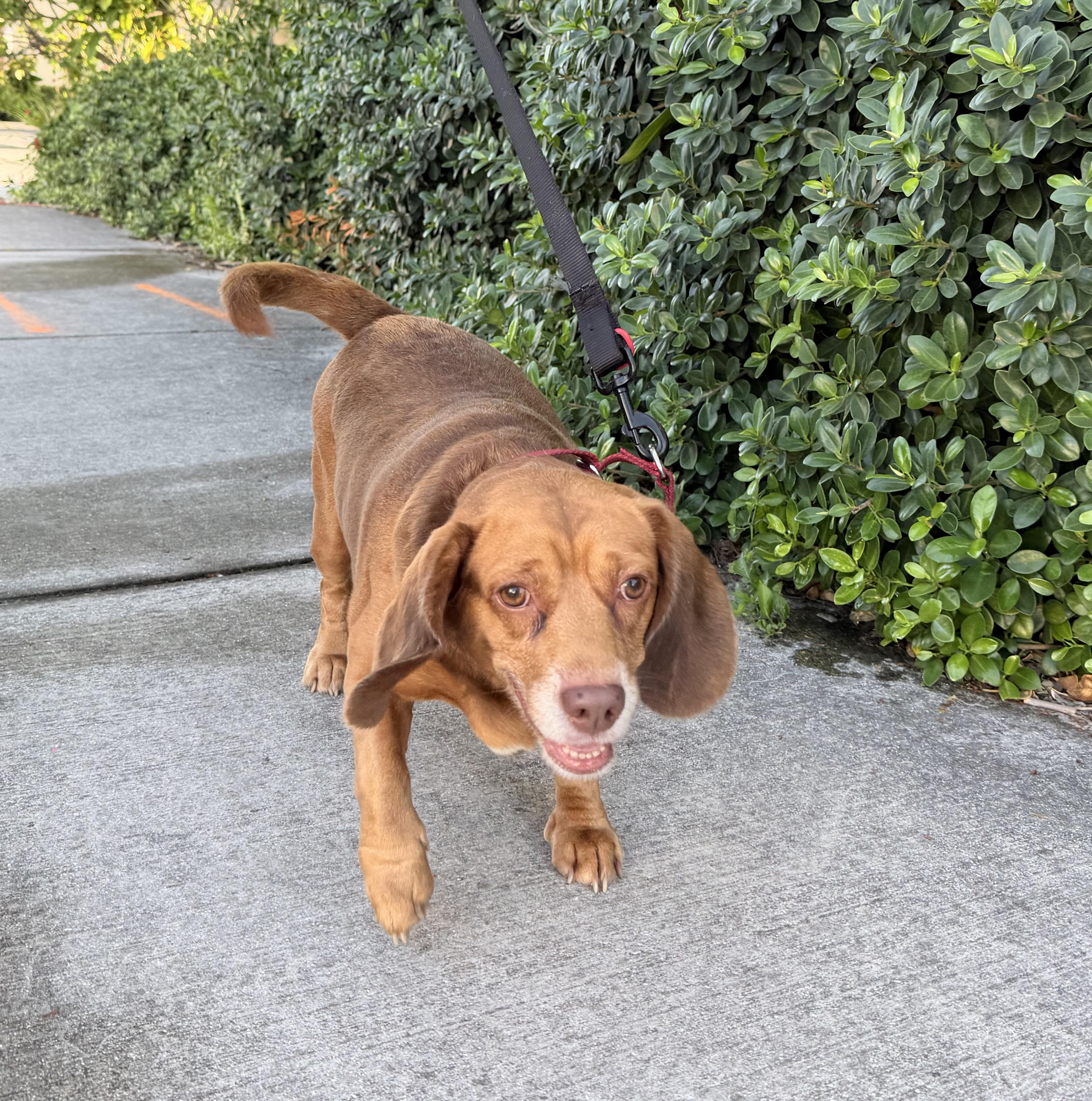 Pepino, a ADOPTABLE Beagle in Palm springs, FL image 2/2