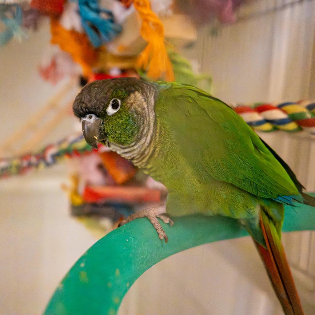 Sprout, Adoptable, Senior Male Conure.