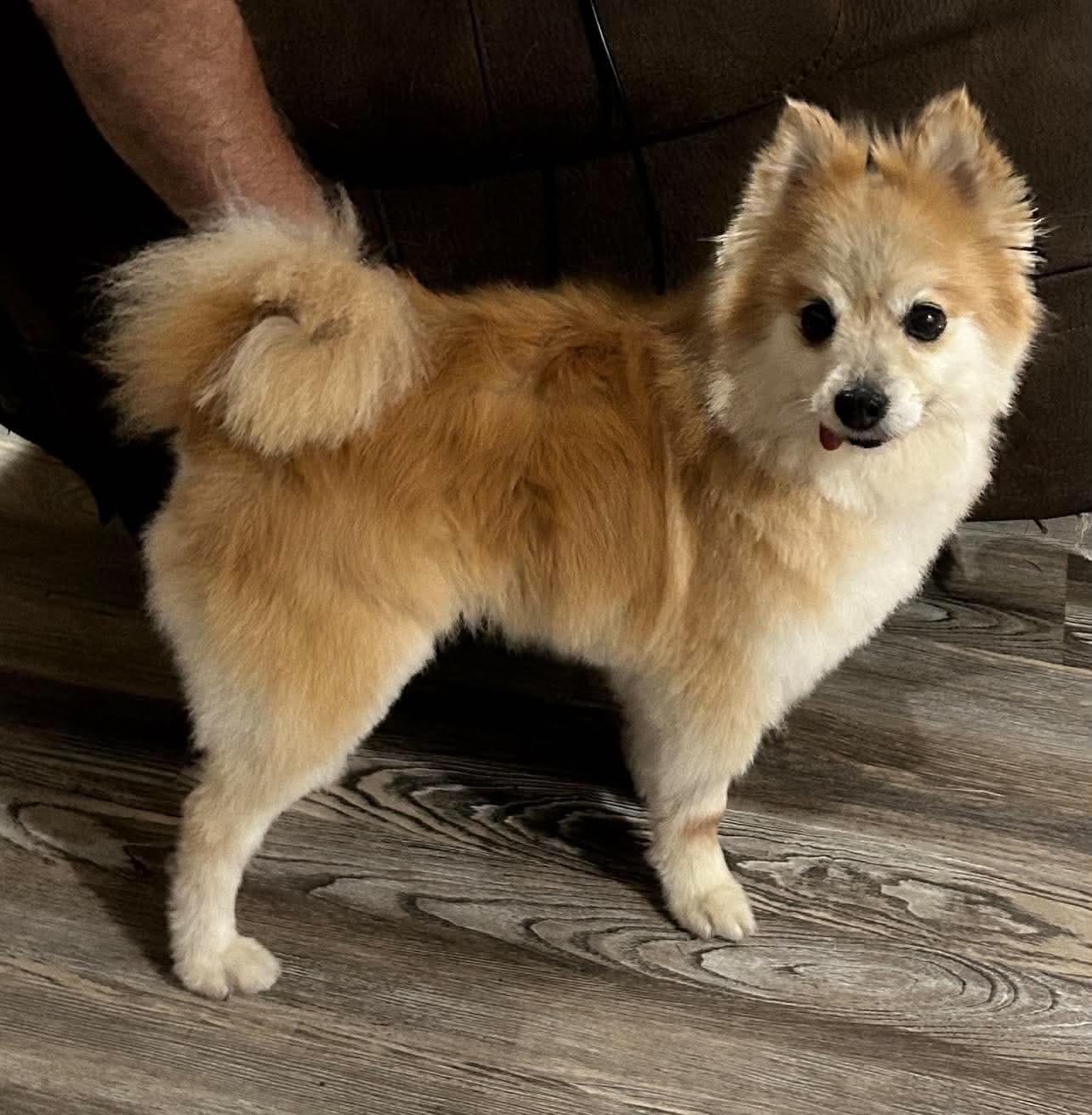 Lucas, Adoptable, Senior Male Pomeranian.