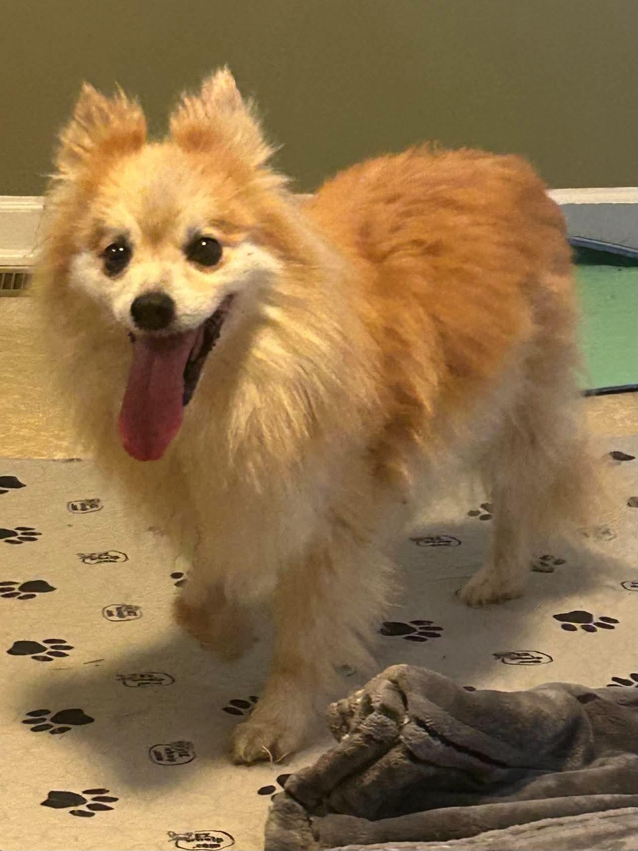 Enlarge Lucas, a Adoptable Pomeranian in Knoxville, TN image 2/2