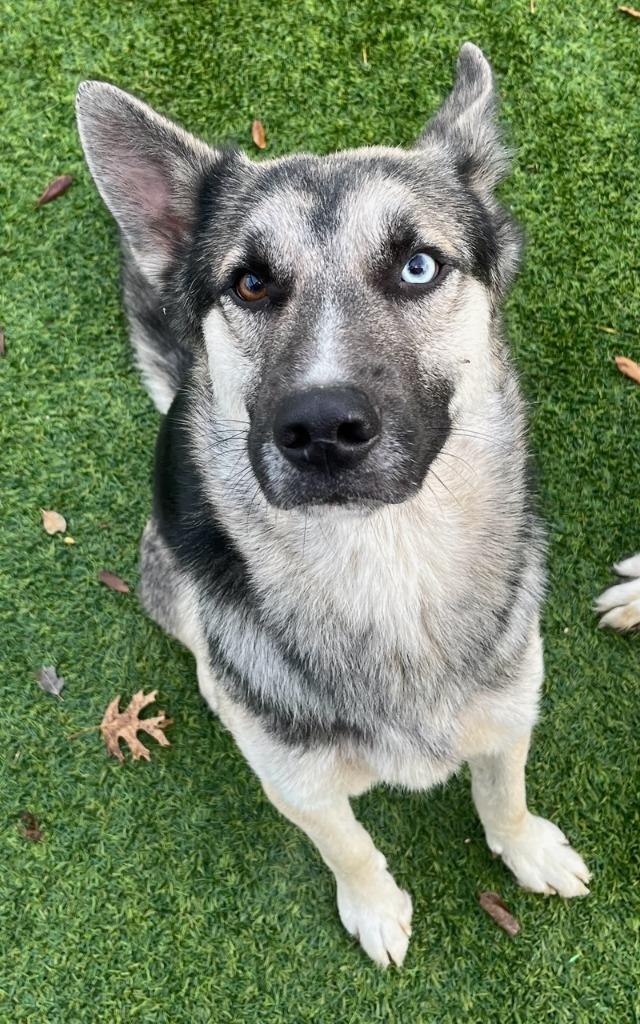 Enlarge Superman, a Adoptable mixed breed in Richland Hills, TX image 1/1