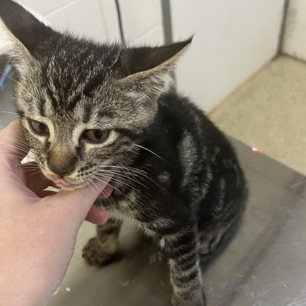 "Grover", Adoptable, Kitten Male Domestic Short Hair.