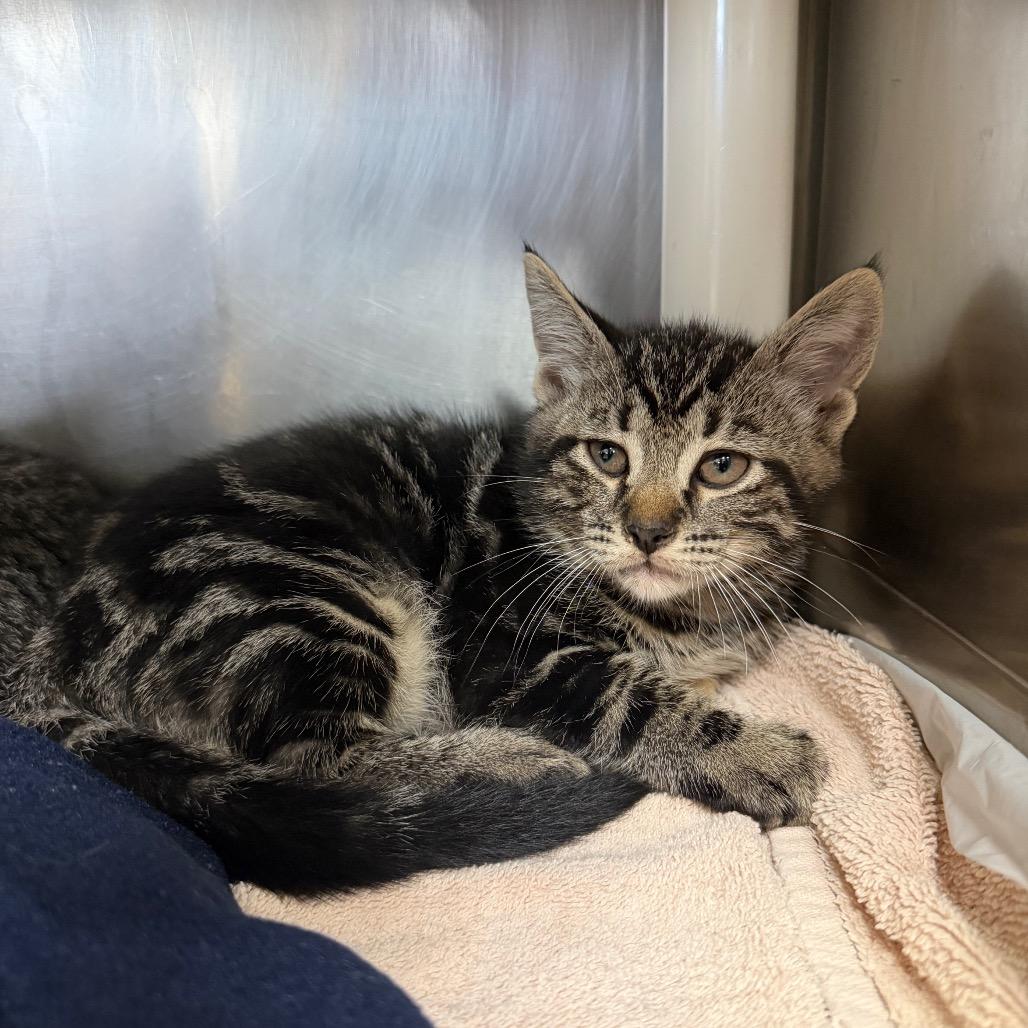 Enlarge "Grover", a Adoptable Domestic Short Hair in Conshohocken, PA image 2/2