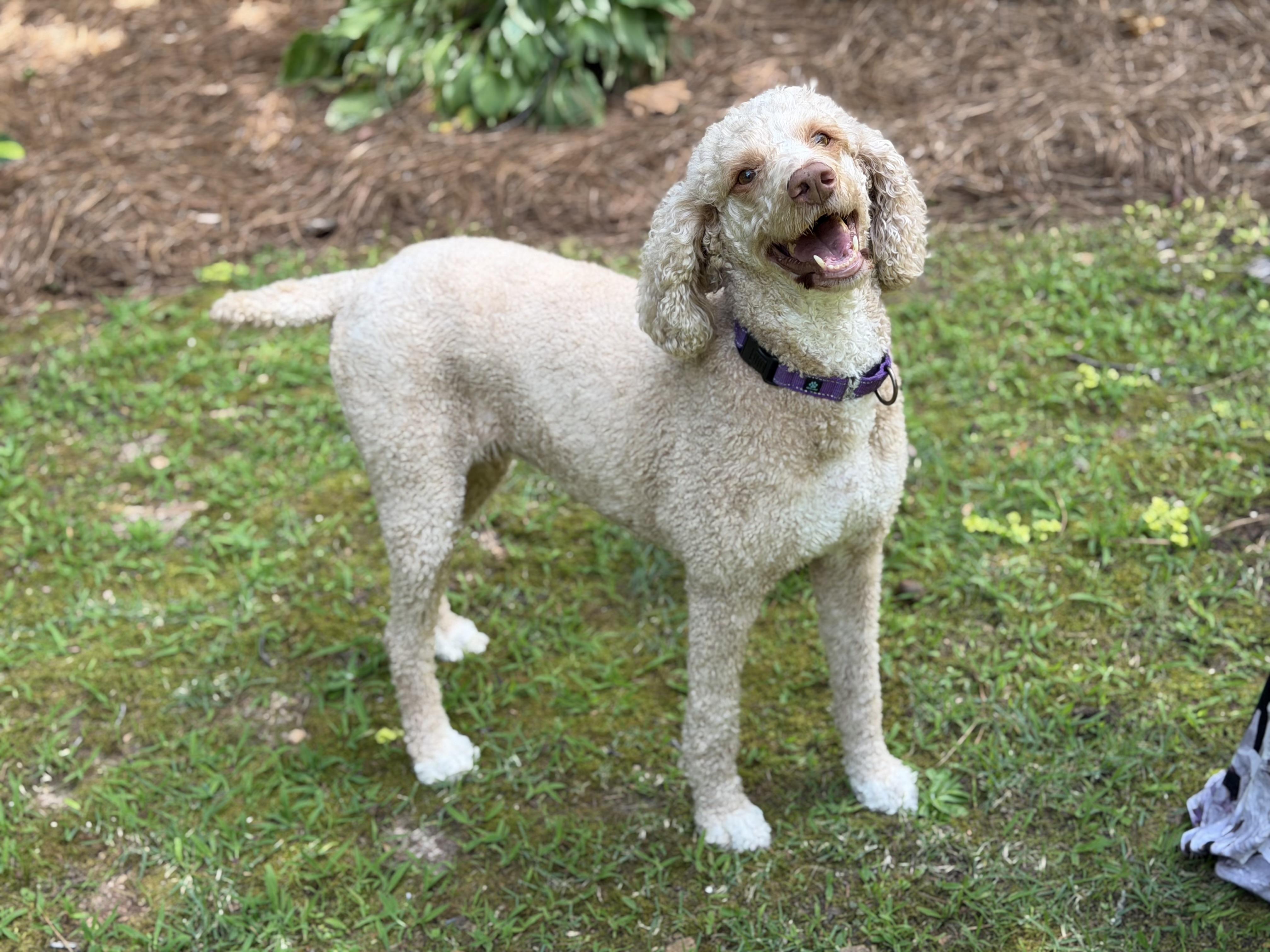 Enlarge Sasha, a ADOPTABLE Standard Poodle in Atlanta, GA image 4/5