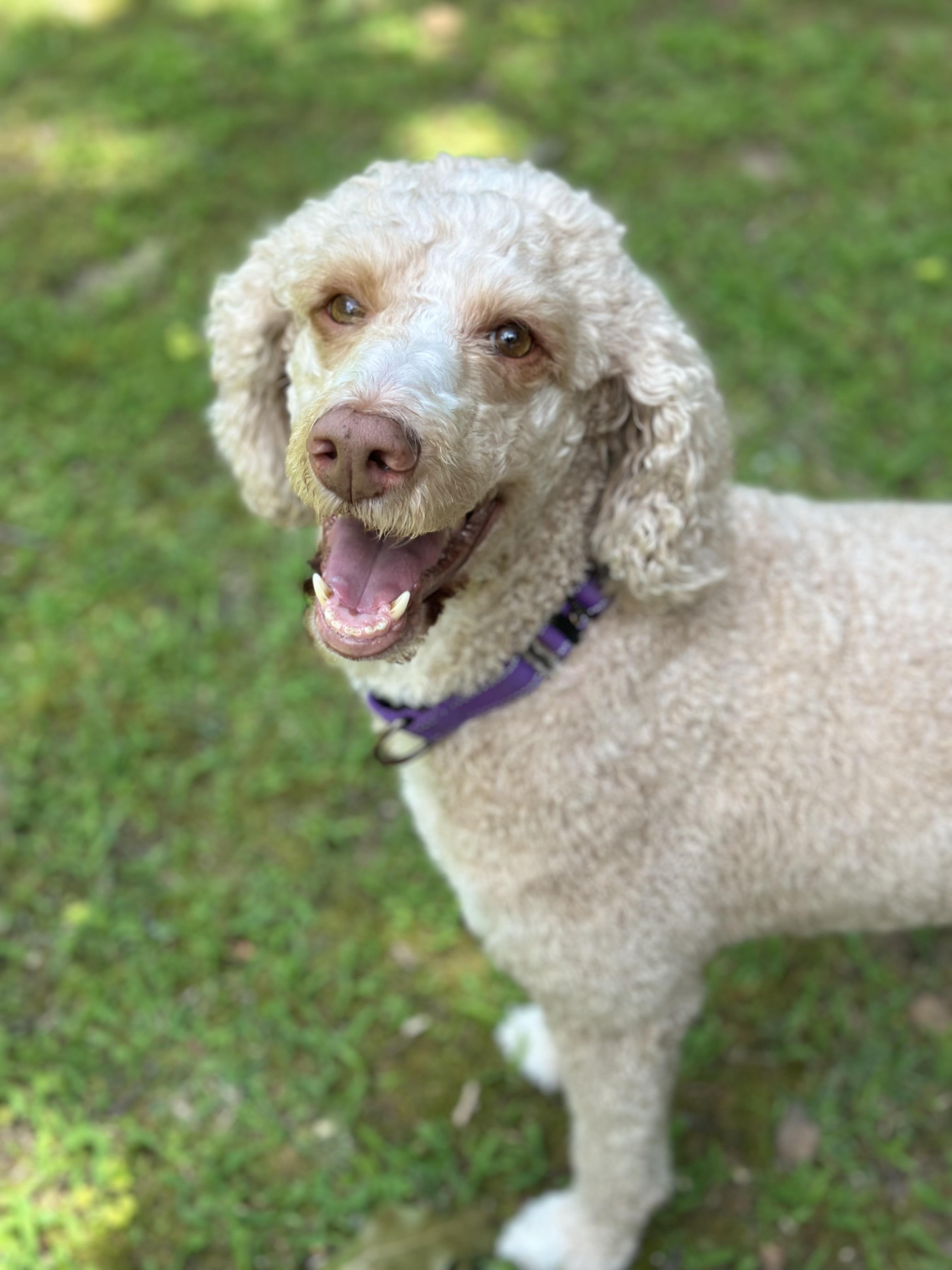 Enlarge Sasha, a ADOPTABLE Standard Poodle in Atlanta, GA image 2/5