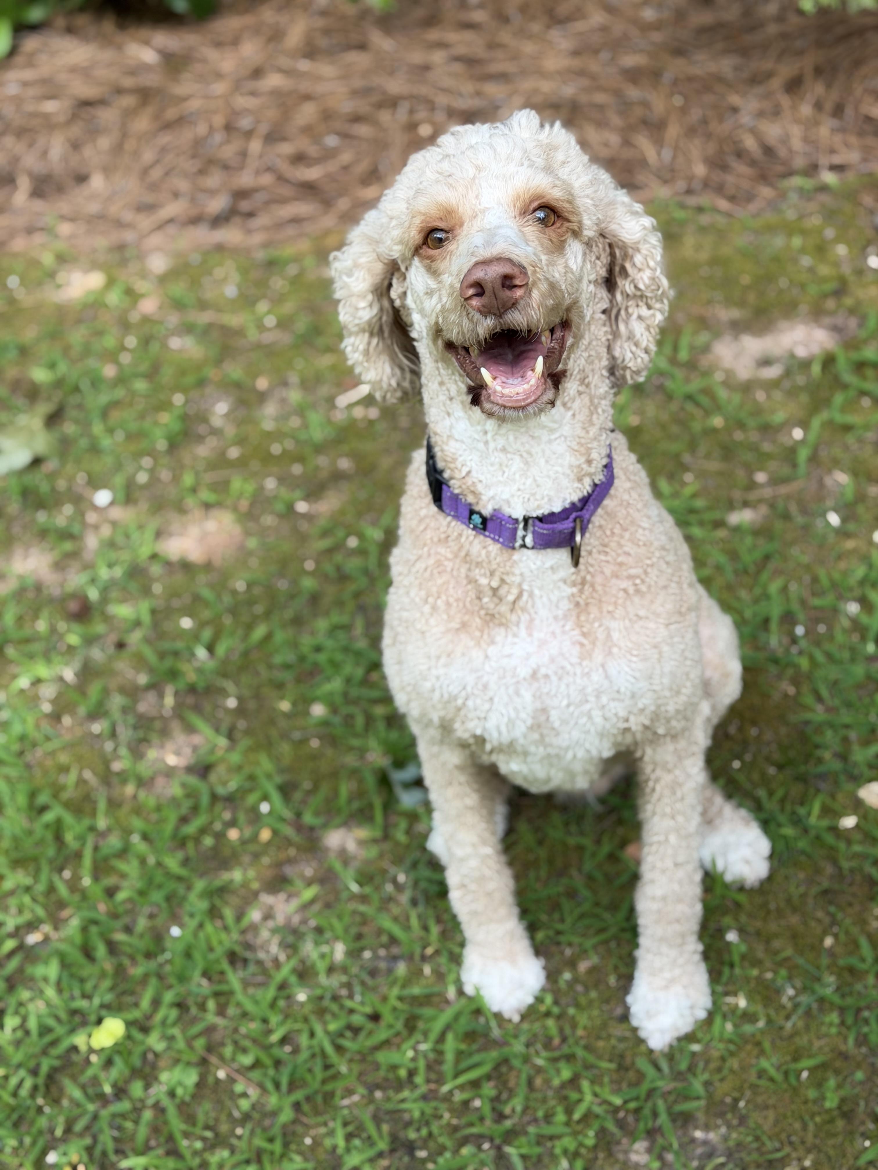 Enlarge Sasha, a ADOPTABLE Standard Poodle in Atlanta, GA image 5/5