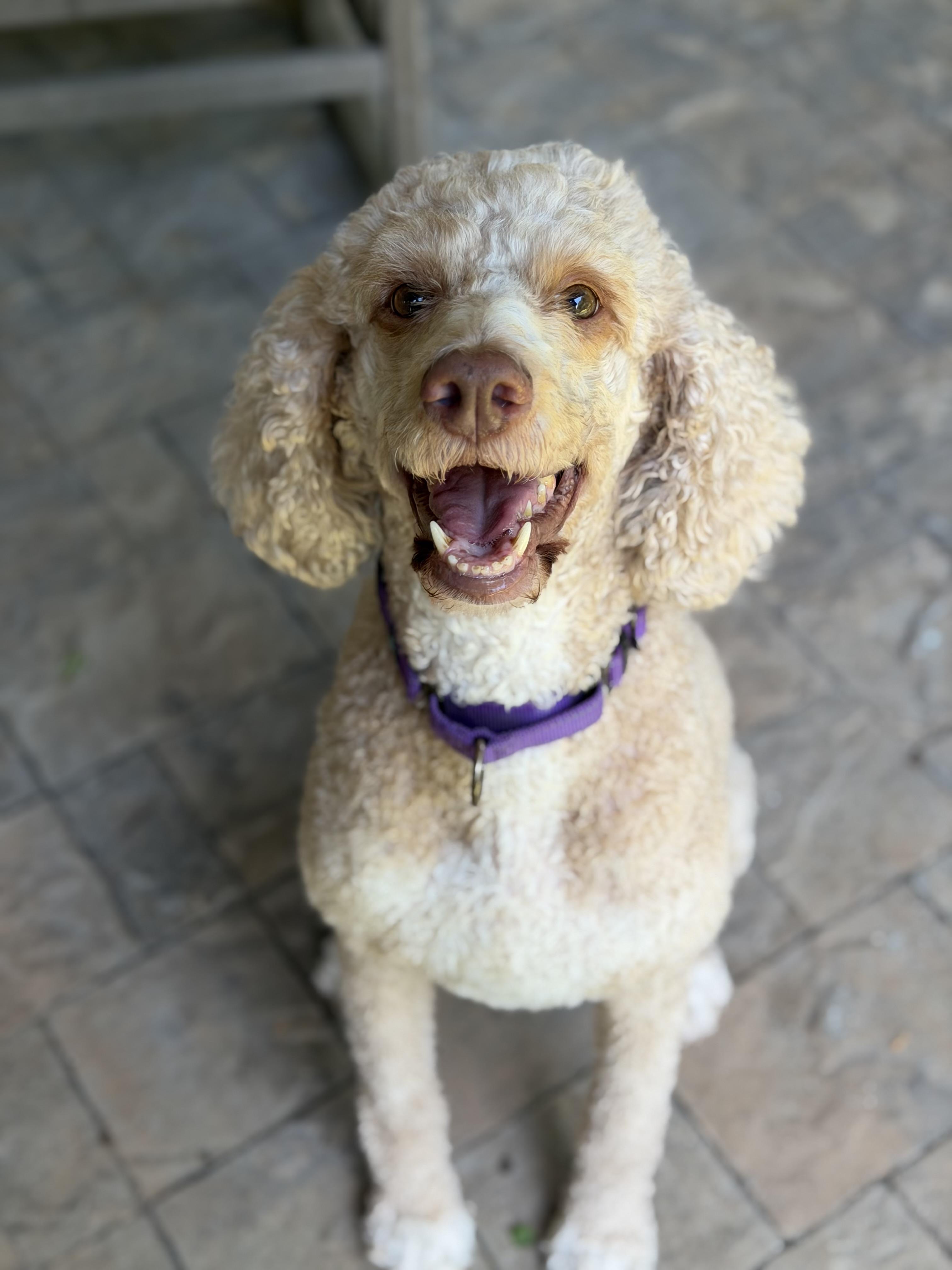 Enlarge Sasha, a ADOPTABLE Standard Poodle in Atlanta, GA image 3/5