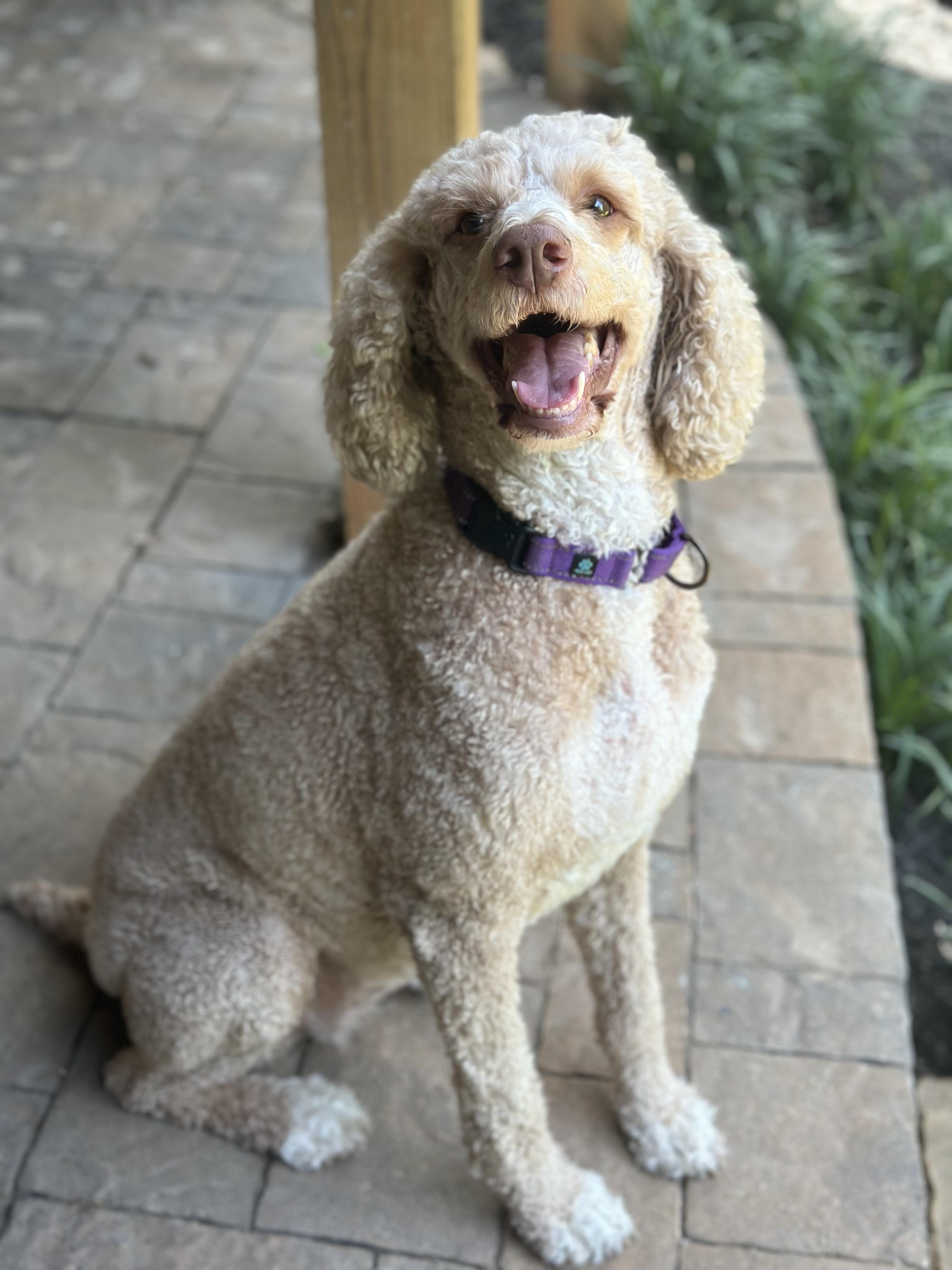 Enlarge Sasha, a ADOPTABLE Standard Poodle in Atlanta, GA image 1/5