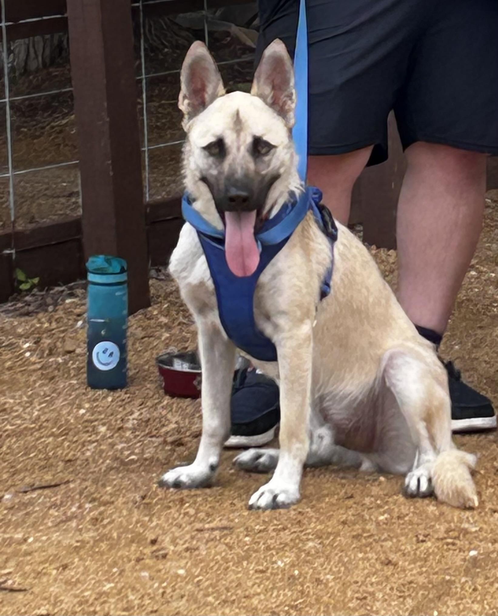 Enlarge Echo, a Adoptable Shepherd in Haverhill, MA image 3/5