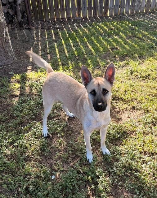 Enlarge Echo, a Adoptable Shepherd in Haverhill, MA image 2/5