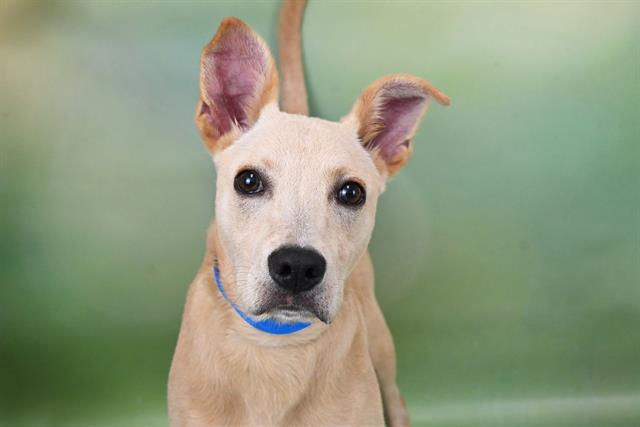 JACKSON, Adoptable, Adult Male Labrador Retriever & Mixed Breed.