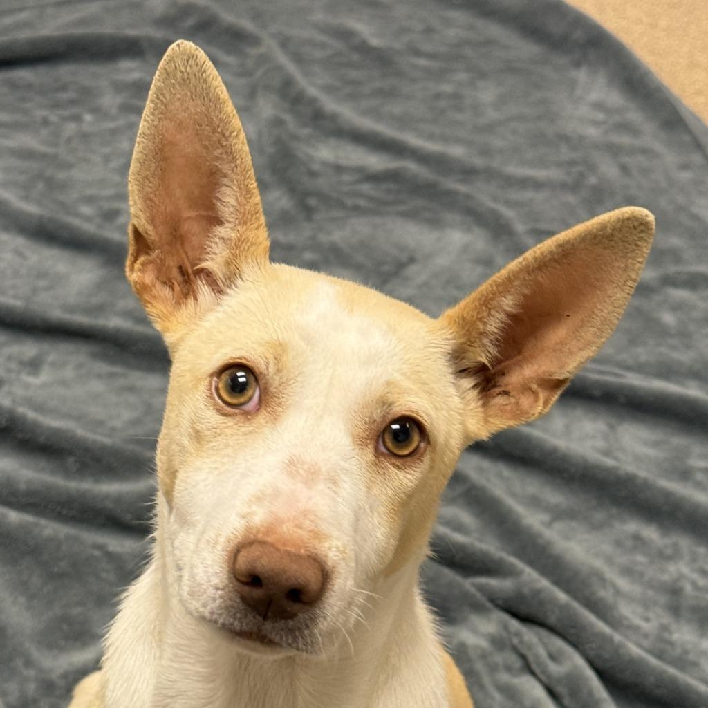 Magnolia, Adoptable, Puppy Female Jack Russell Terrier & Terrier.