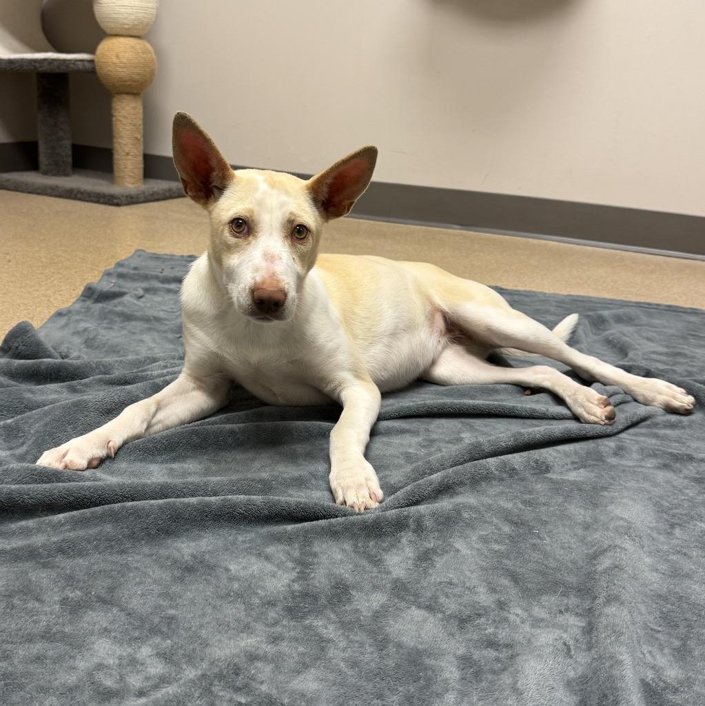 Magnolia, a Adoptable mixed breed in Brenham, TX image 2/6