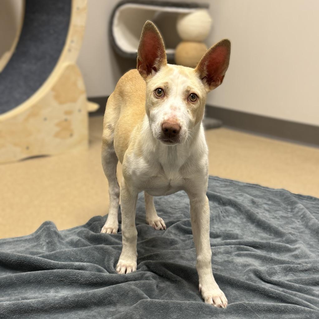 Magnolia, a Adoptable mixed breed in Brenham, TX image 3/6