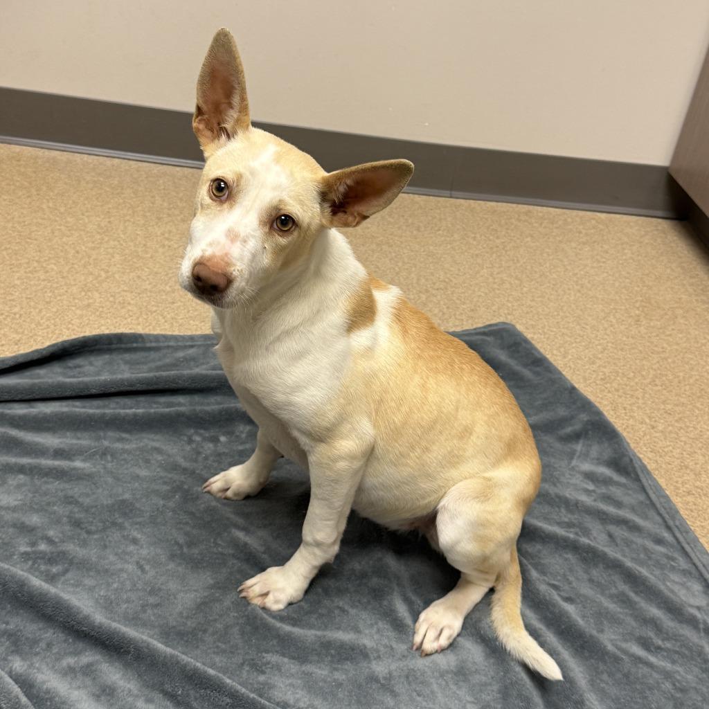 Magnolia, a Adoptable mixed breed in Brenham, TX image 4/6