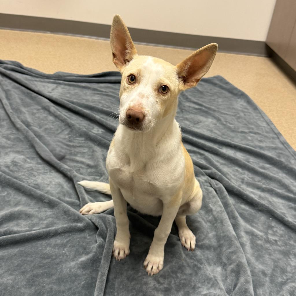 Magnolia, a Adoptable mixed breed in Brenham, TX image 5/6