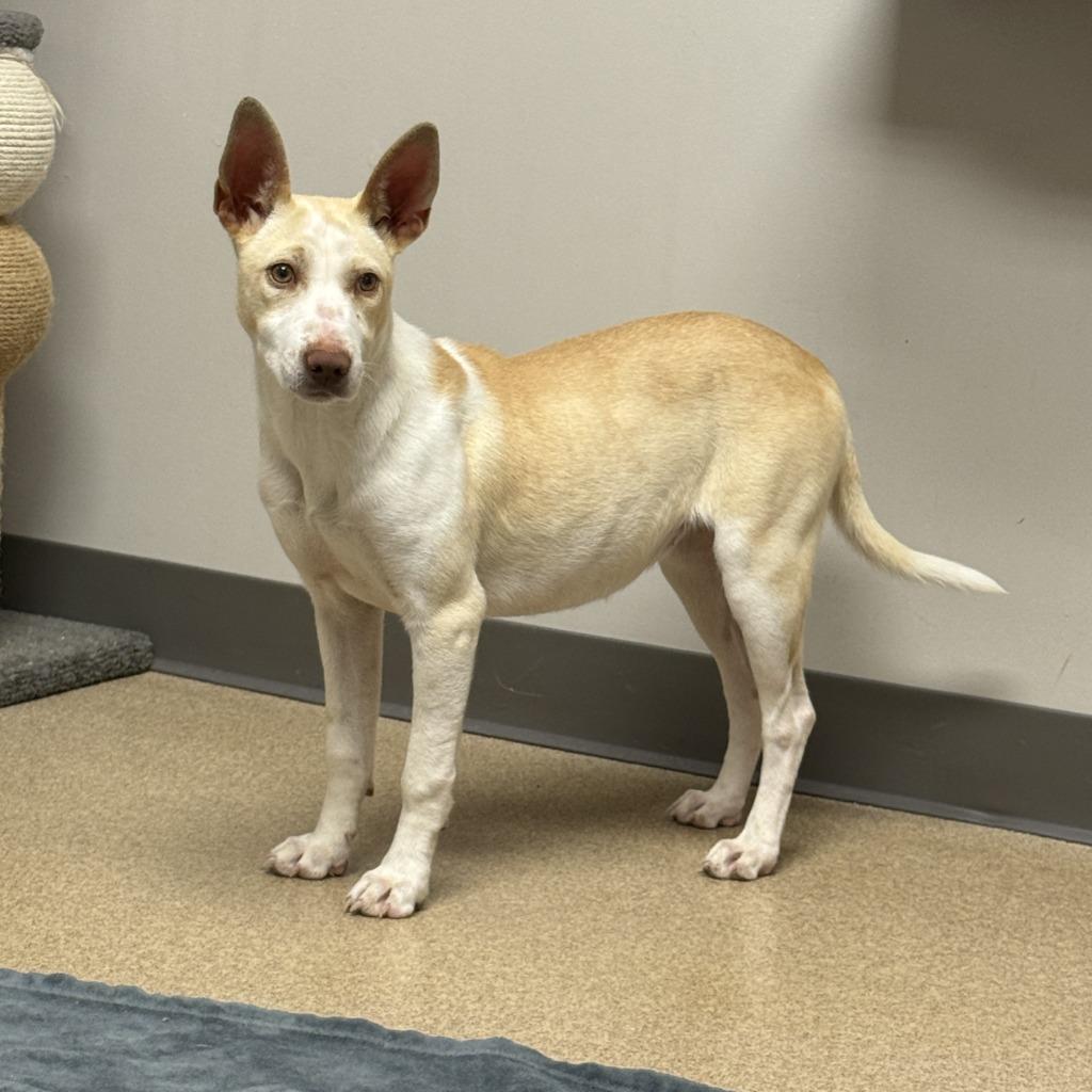 Magnolia, a Adoptable mixed breed in Brenham, TX image 6/6